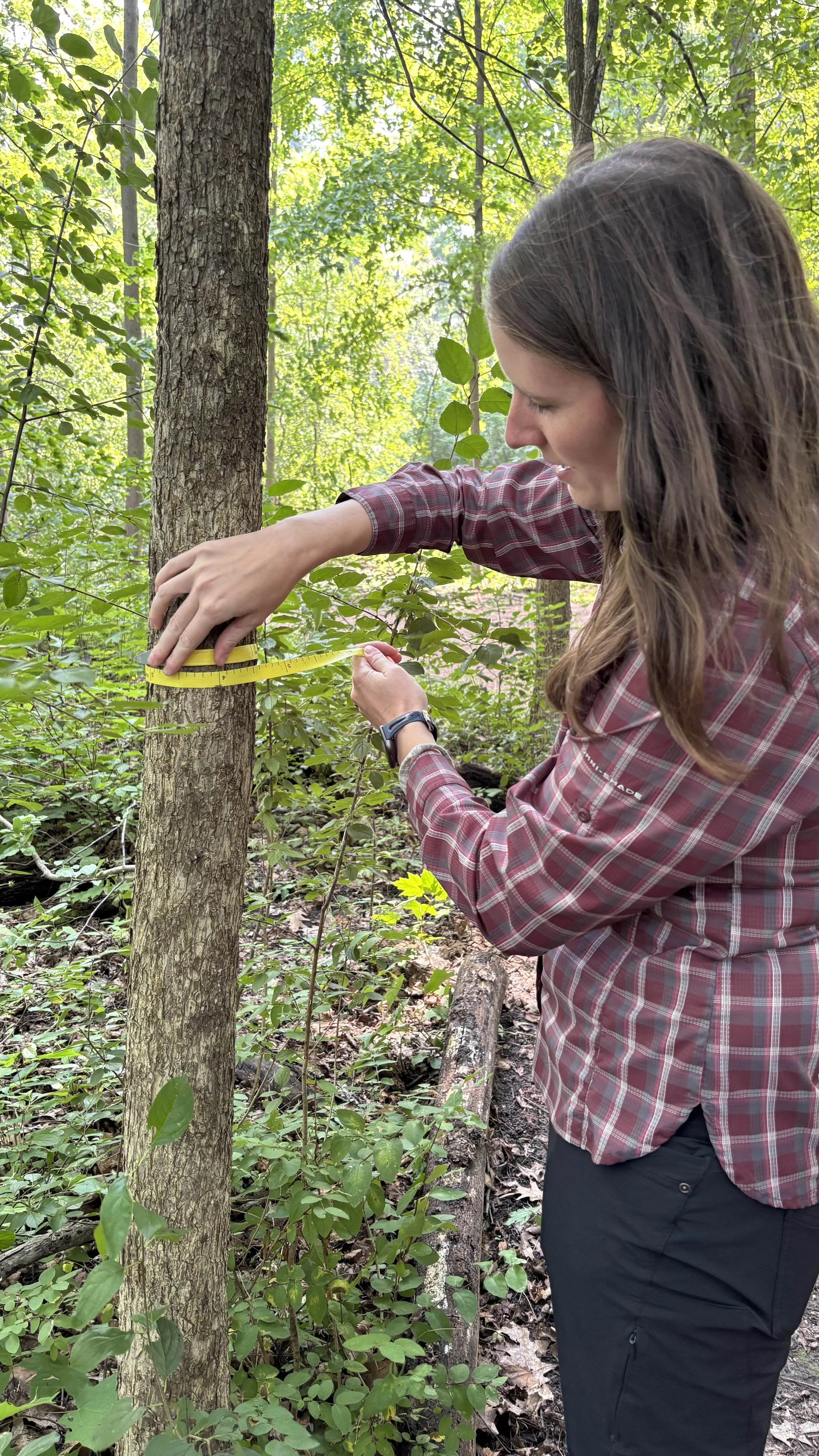 A woman measures the circumference of a tree