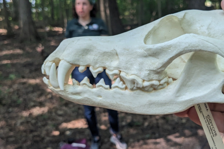 Snapshots of Urban Wildlife