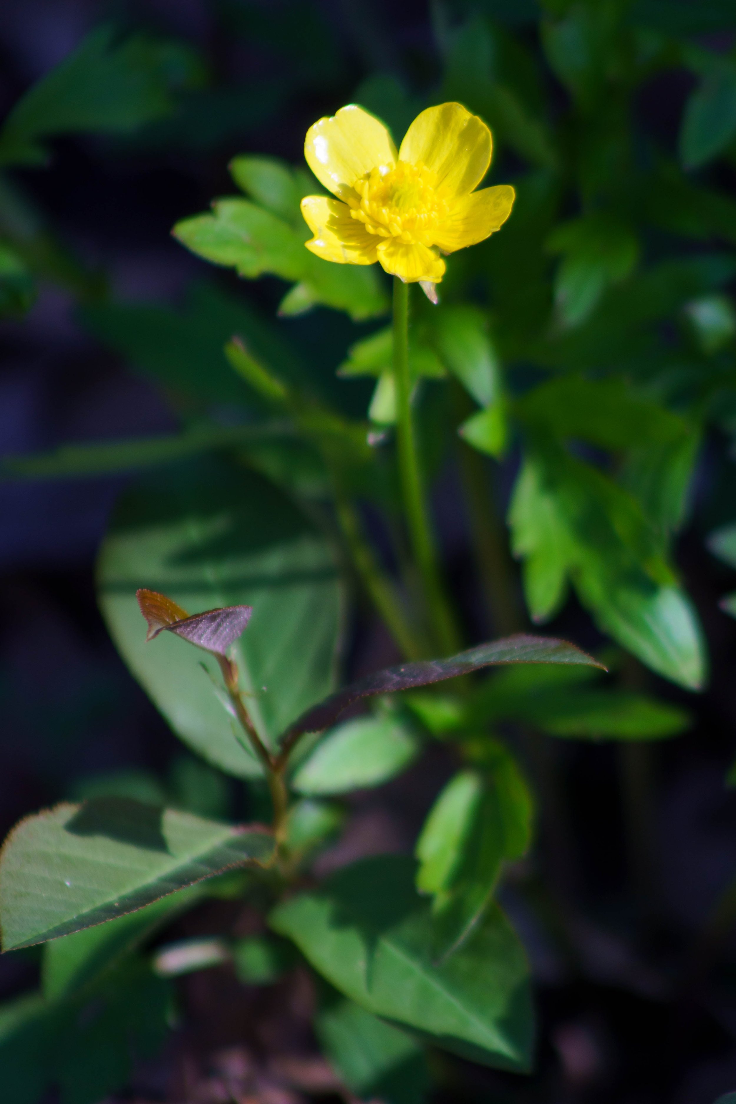 Bristly buttercup