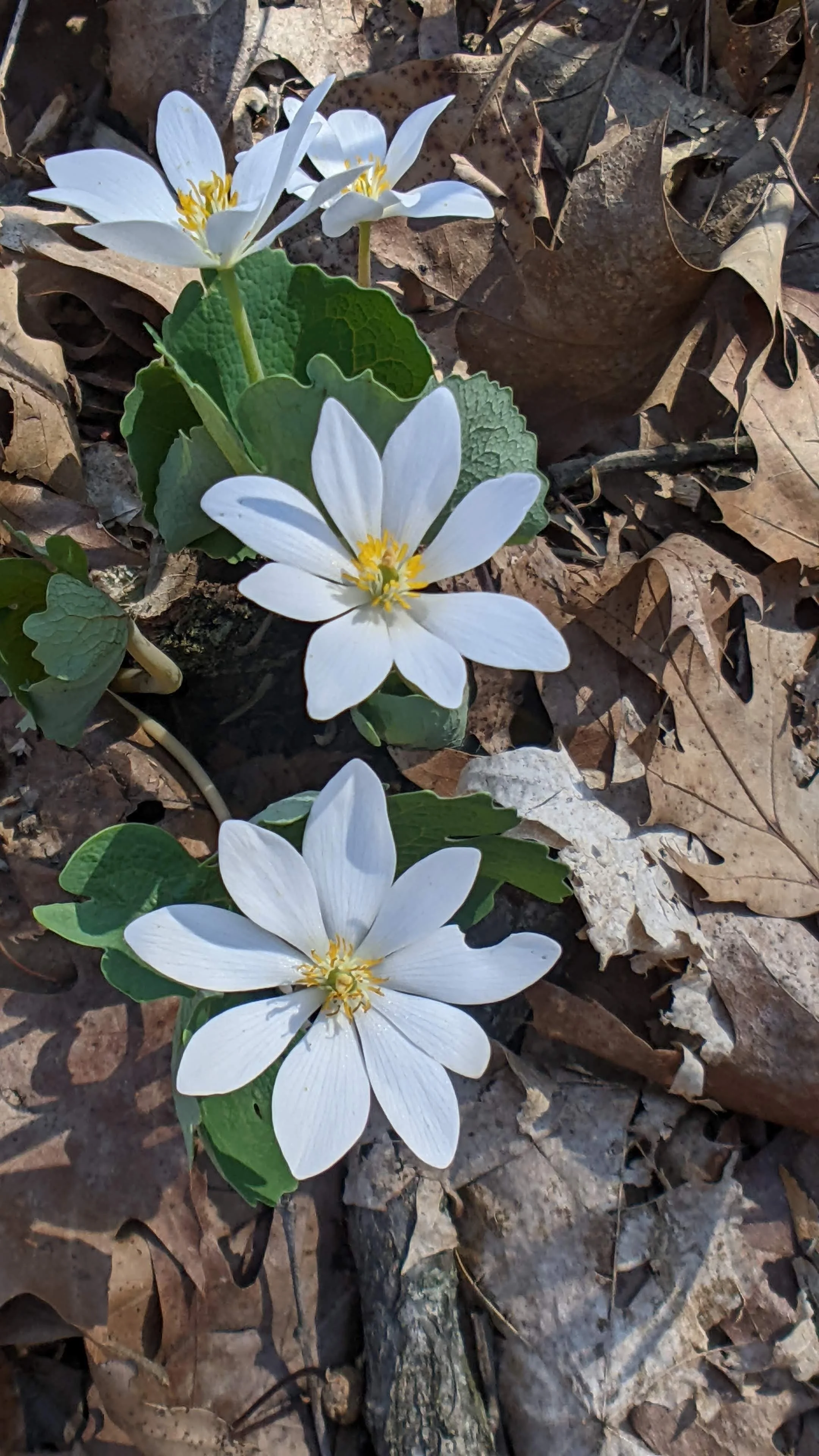 Bloodroot
