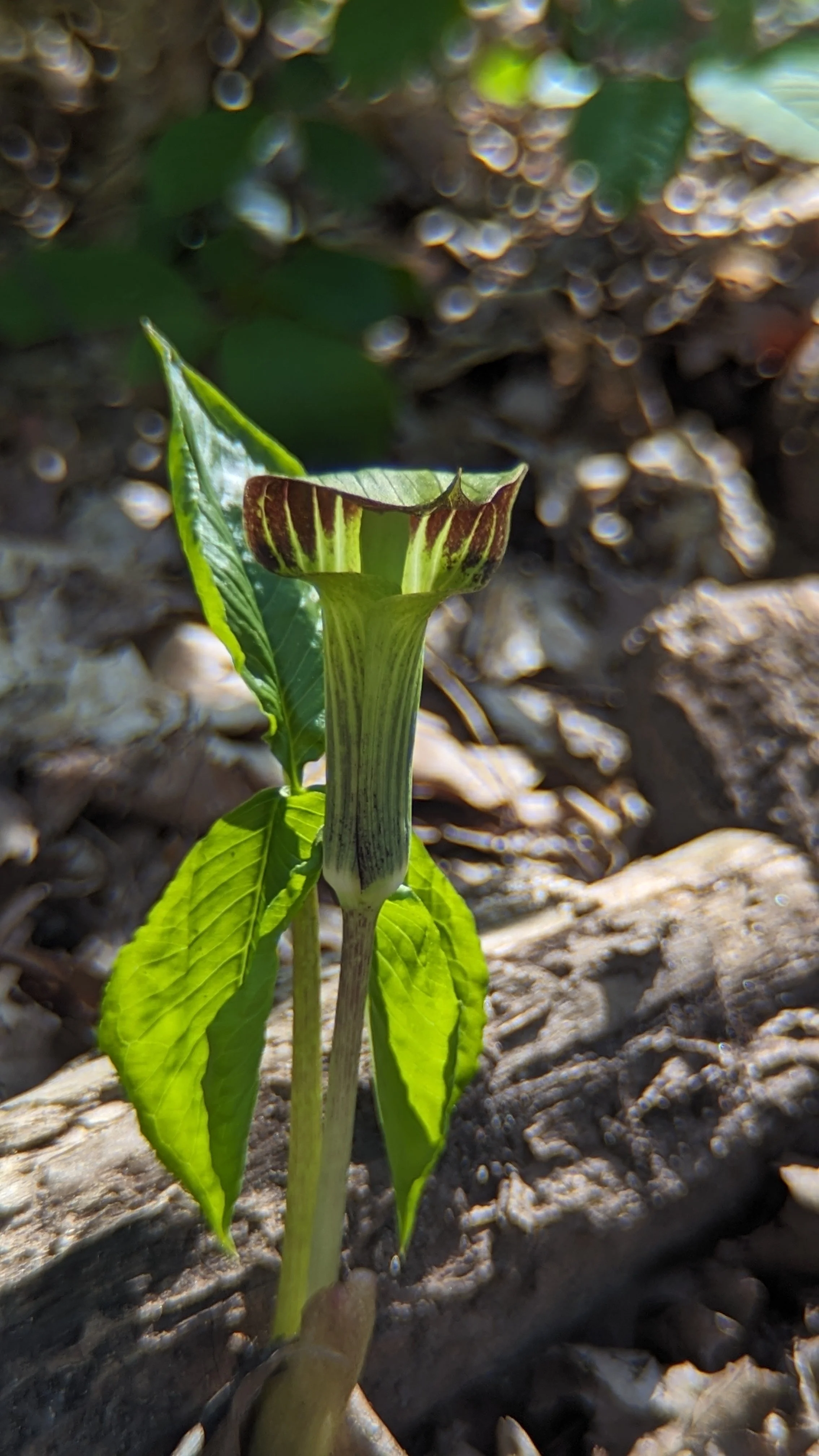 Jack in the pulpit