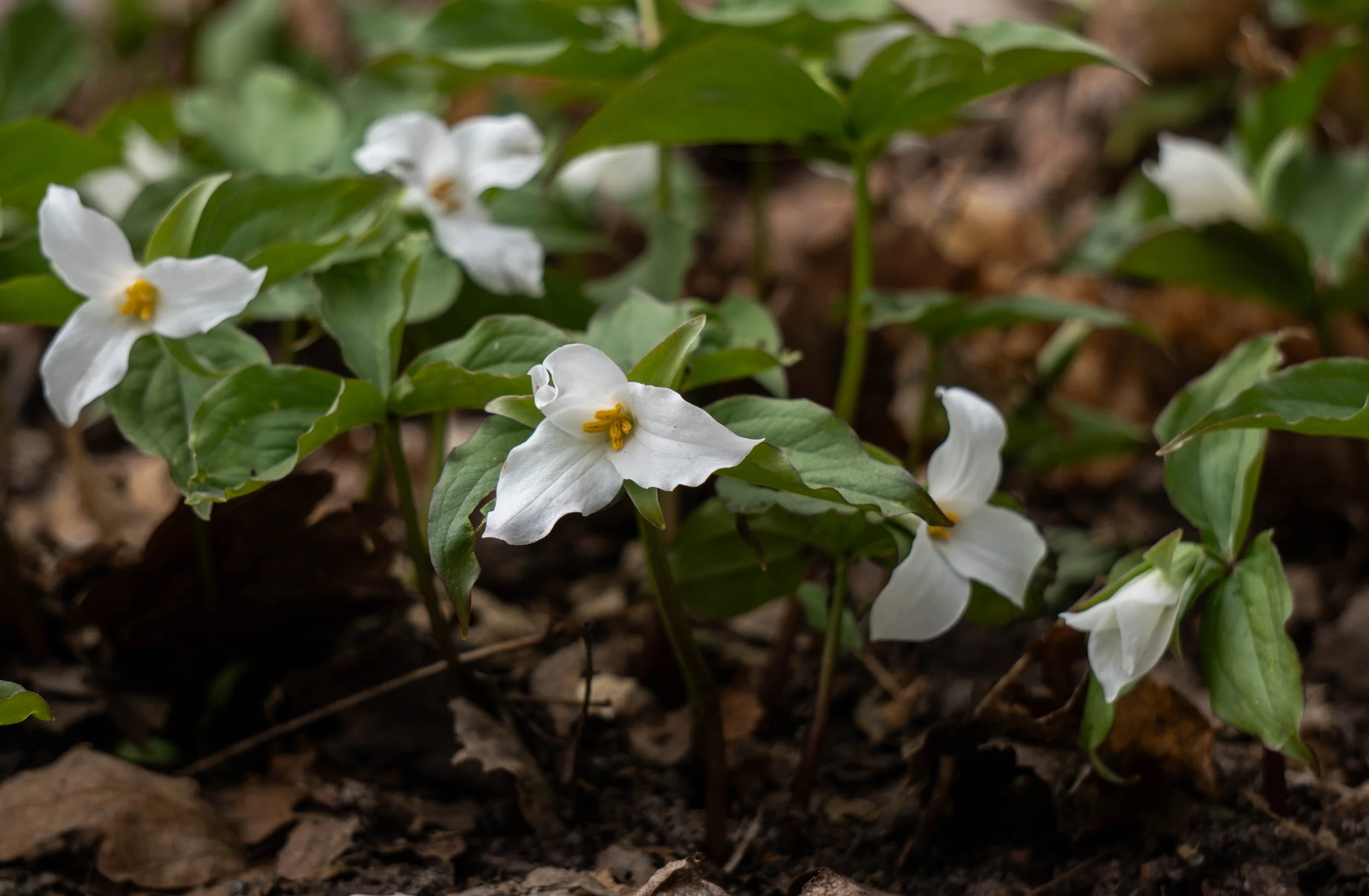 Large leafed trillium