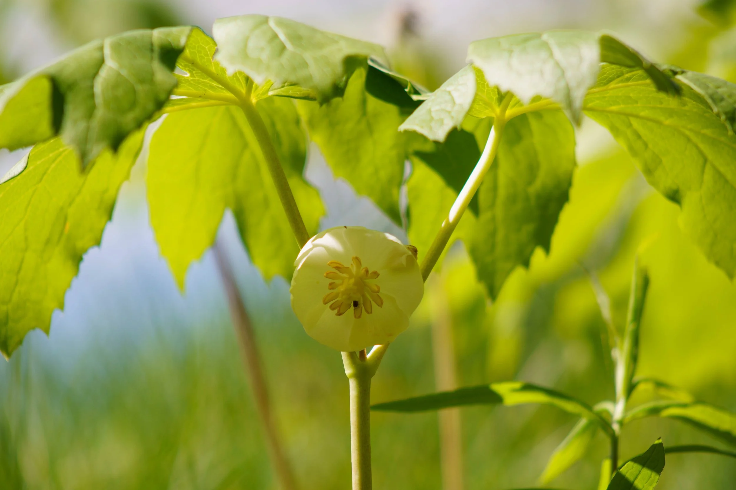 Mayapple