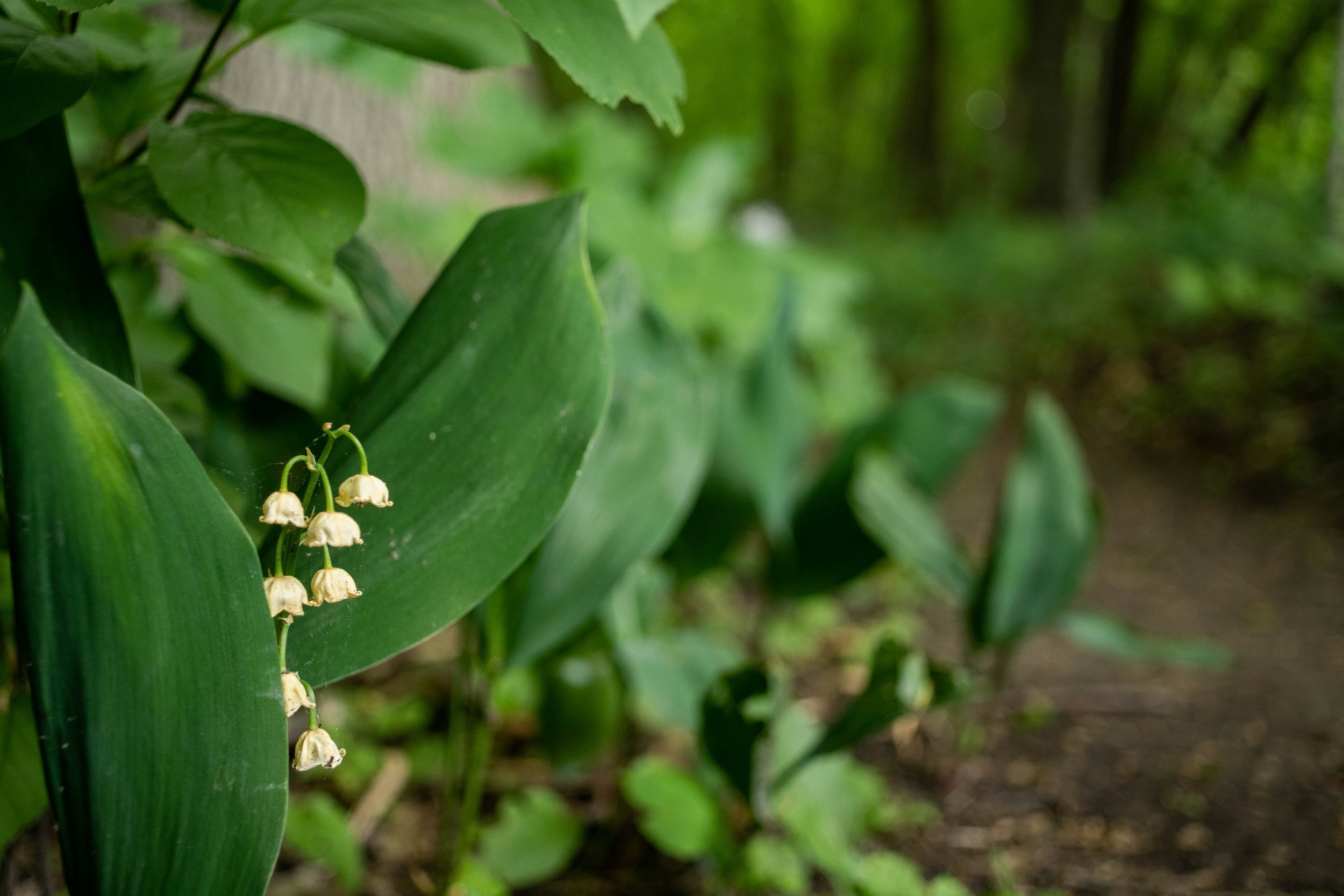 Lily of the valley