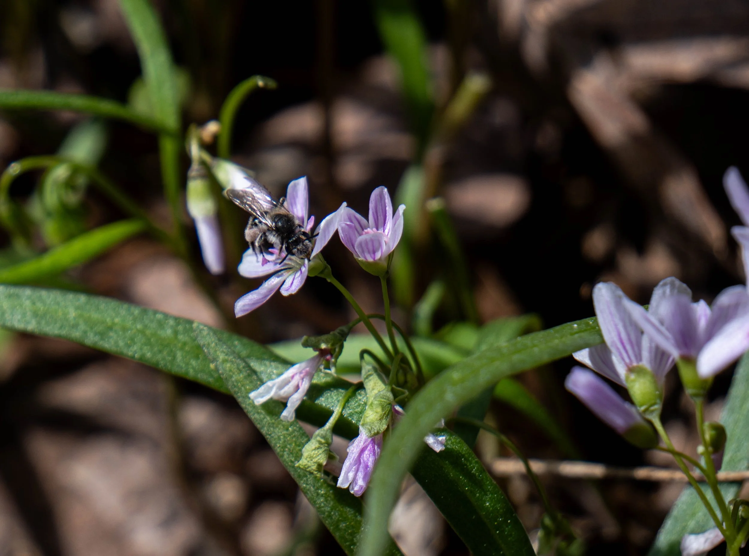 Spring beauty