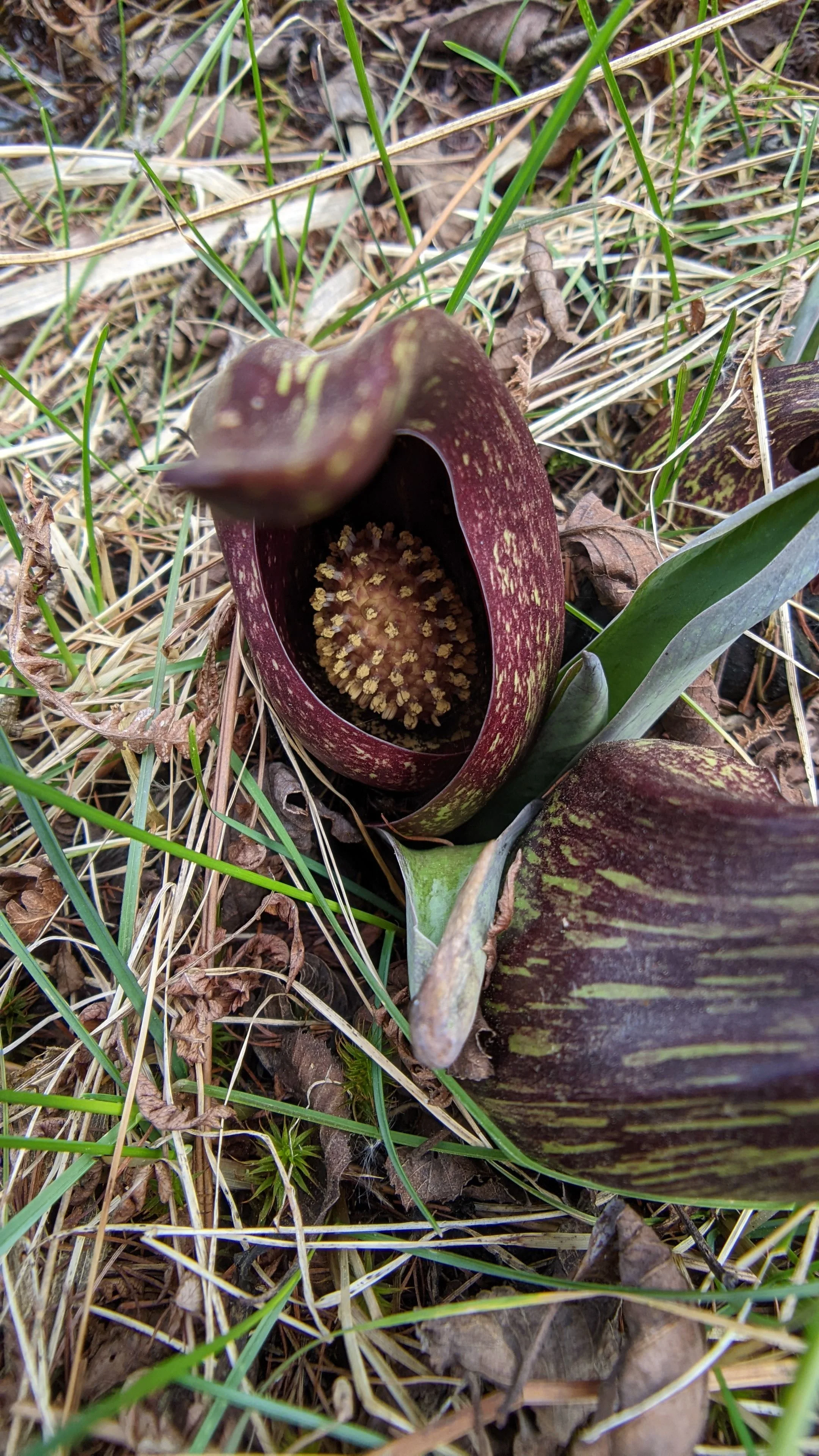 Skunk cabbage
