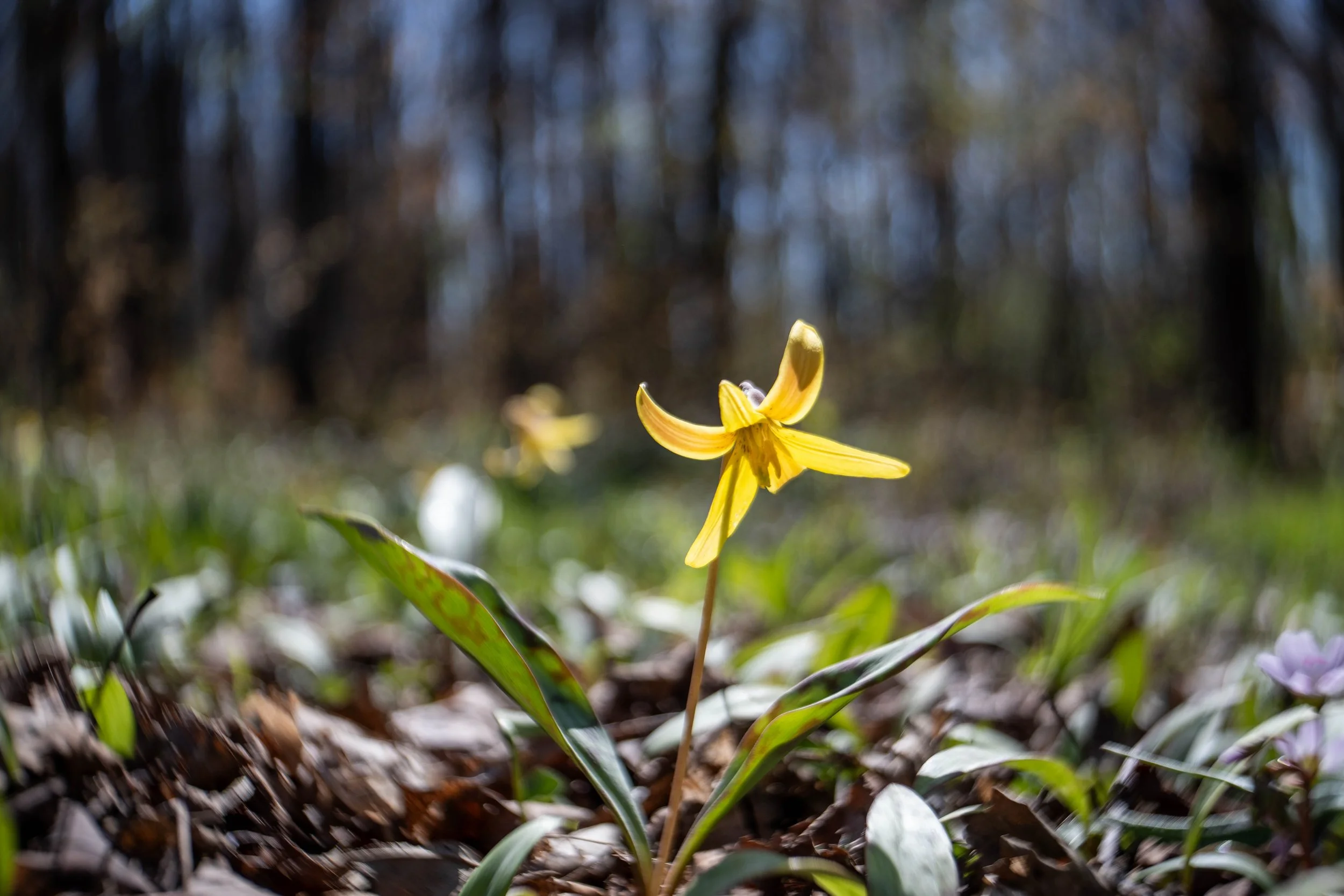 Trout lily