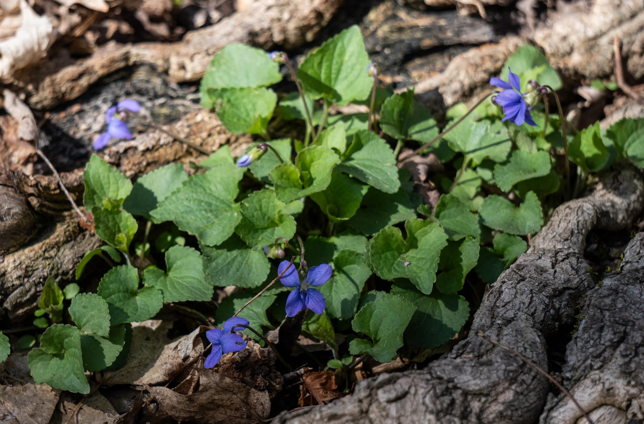 Violets