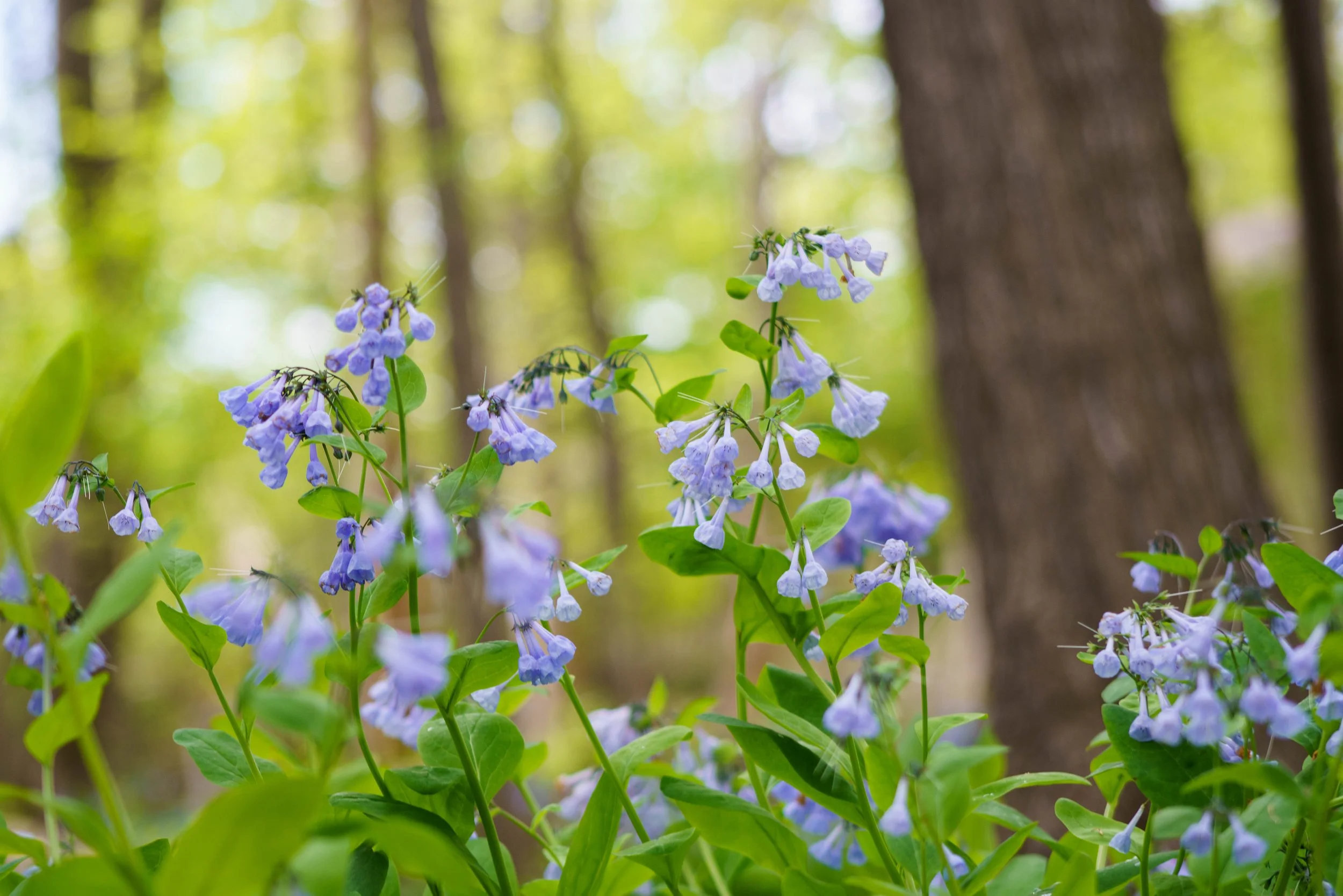 Virginia bluebells
