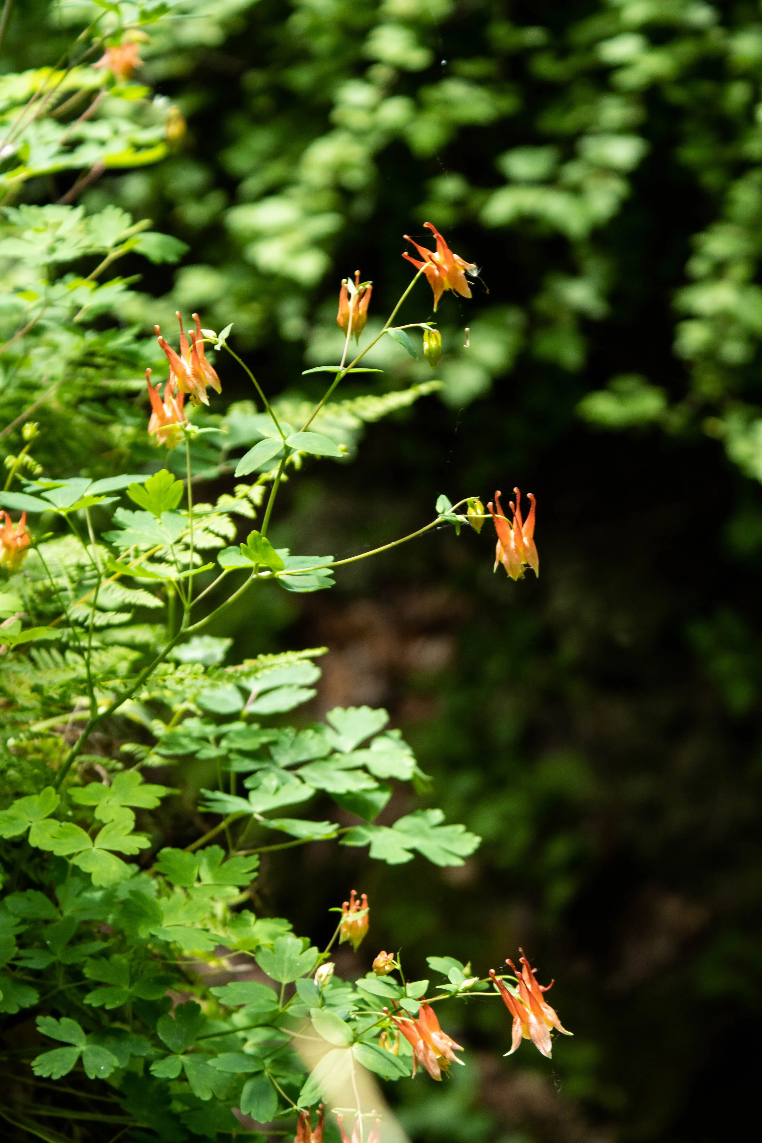 Wild columbine