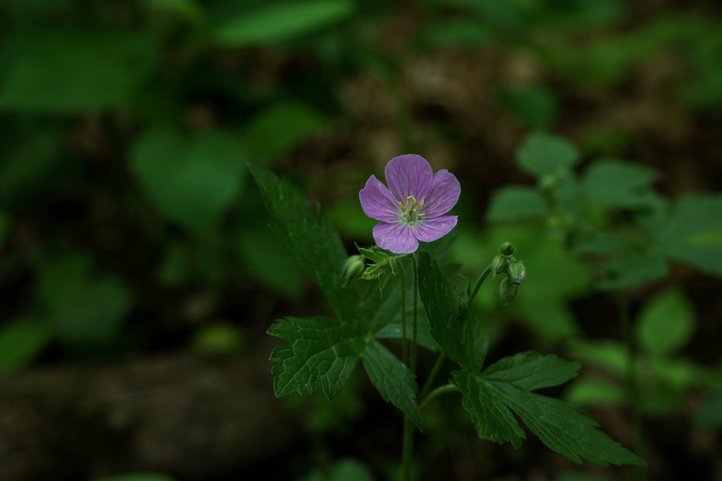 Wild Geranium