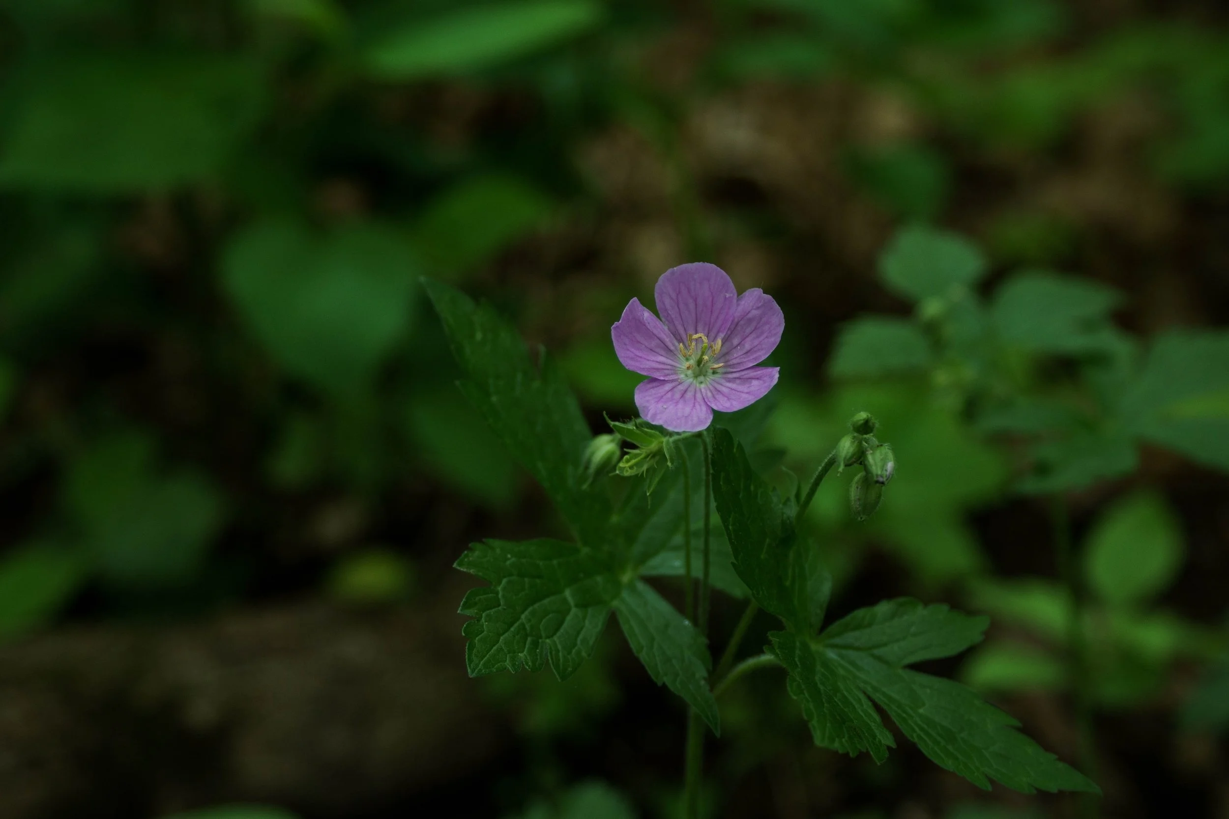 Wild geranium