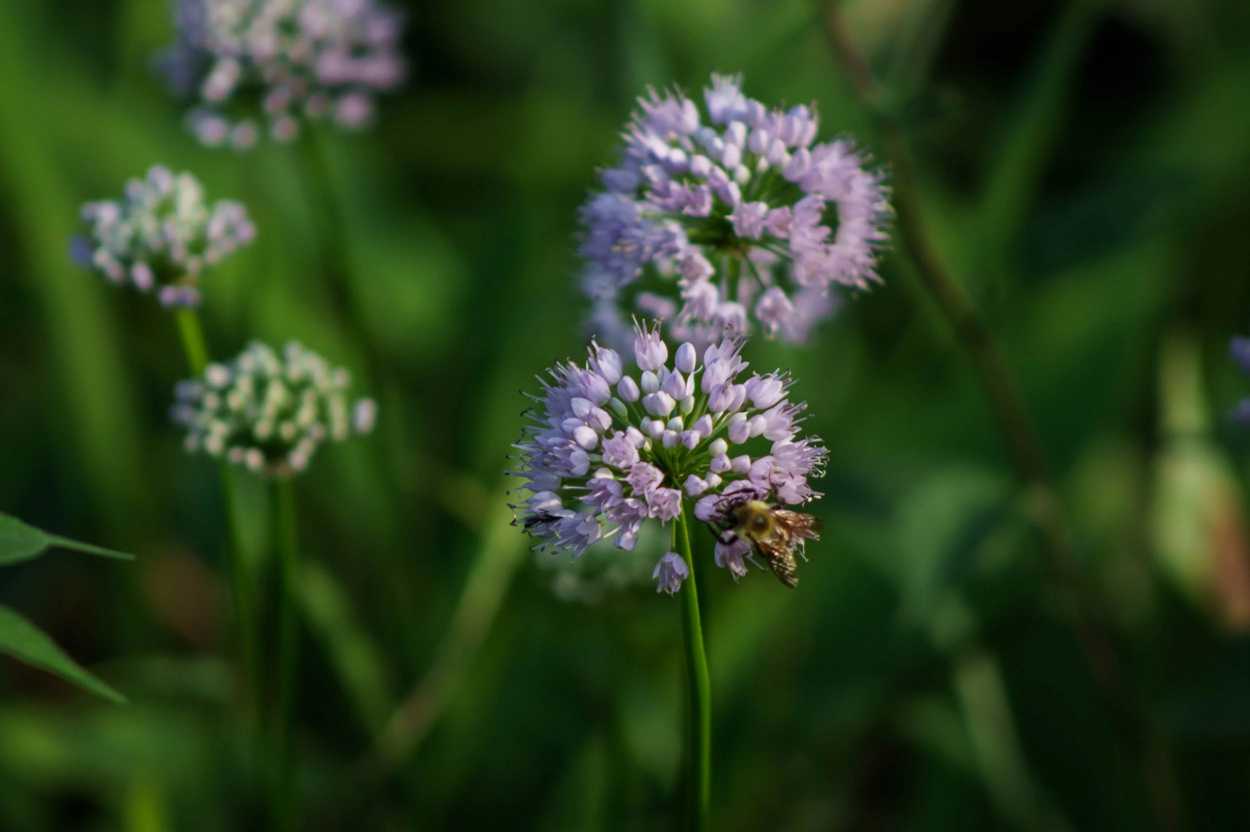 Wild onion