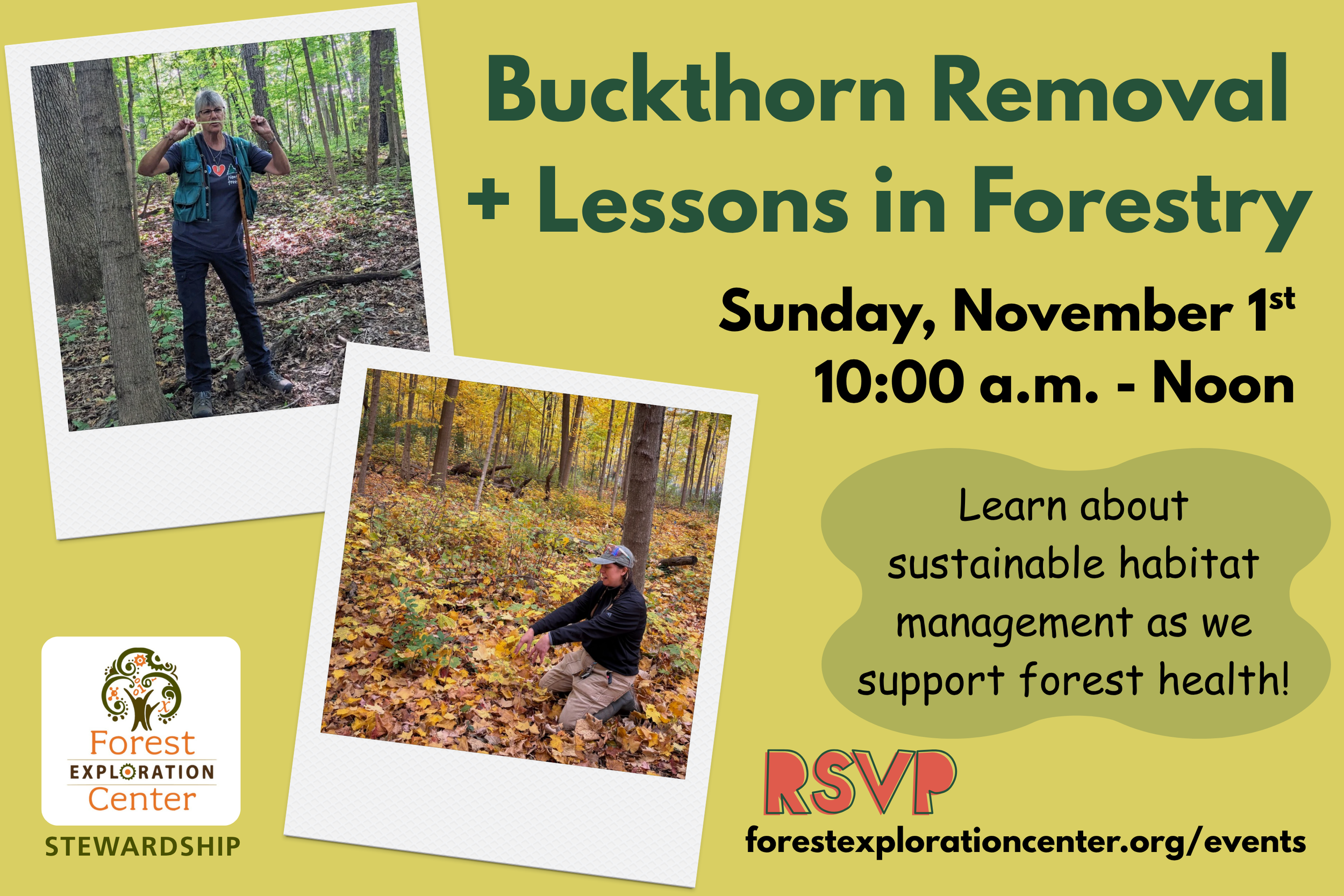 Buckthorn Removal and Lessons in Forestry
