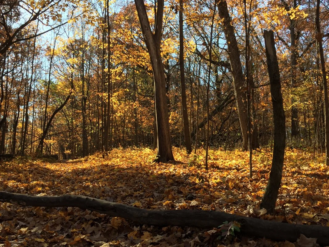 Autumn in the forest is magical