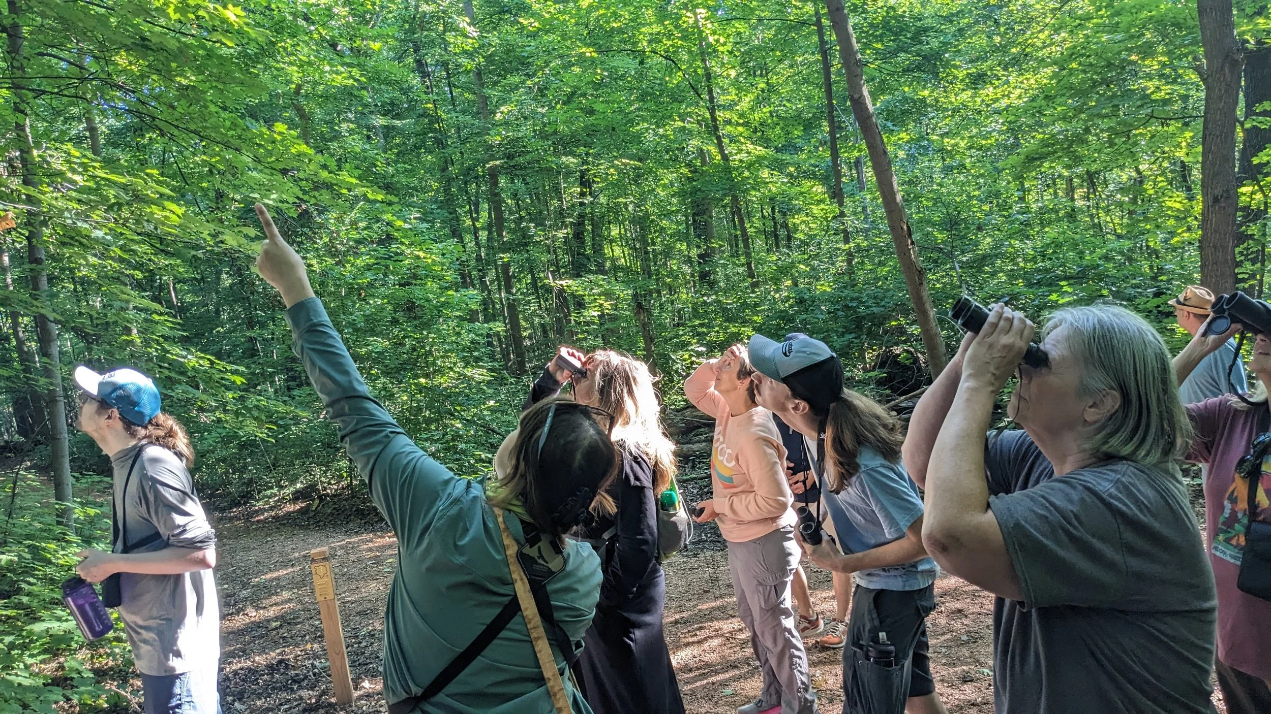 A naturalist points to the sky as birders look up