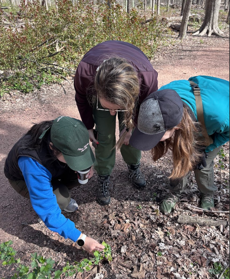 Three Wisconsin educators are crouched over the soil in the Forest, analyzing a small plant in the forest understory.