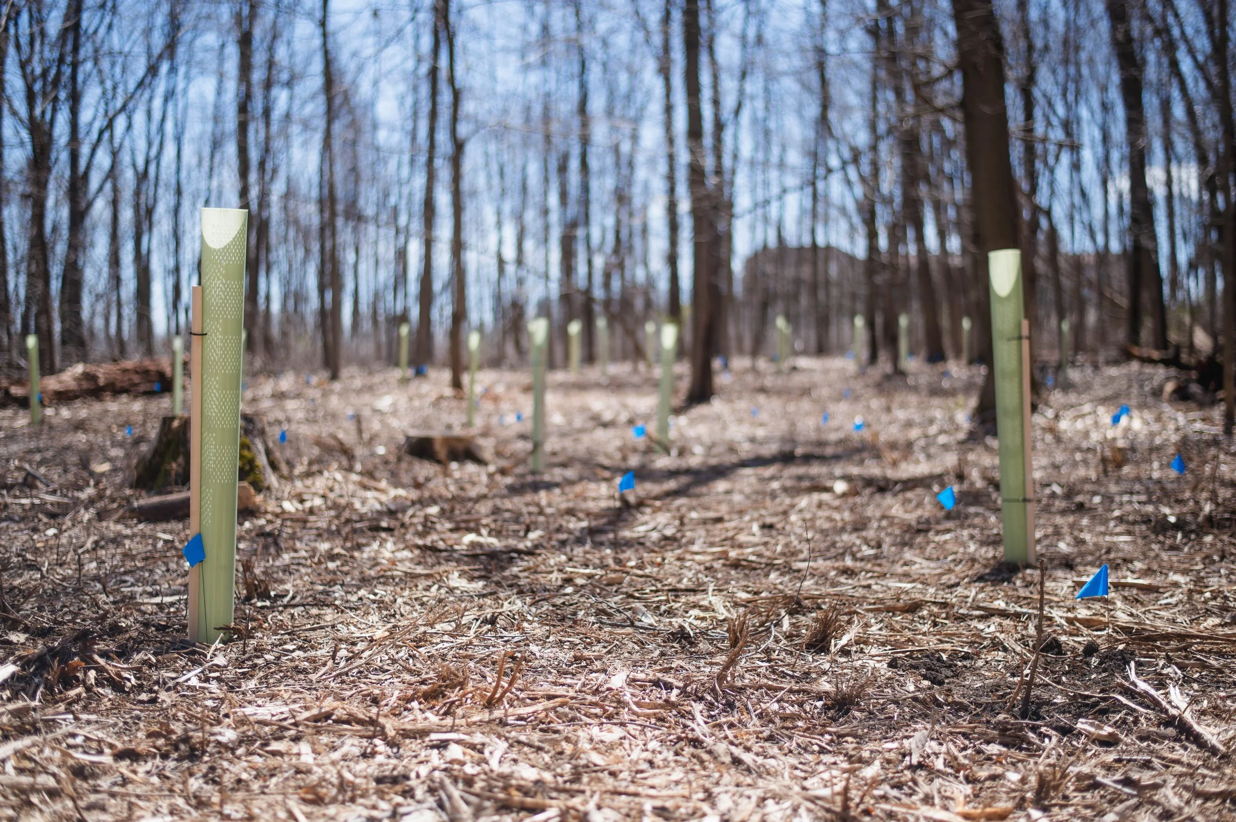 2024 Climate Adaptive tree planting. Bare ground and tree tubes on a sunny day.