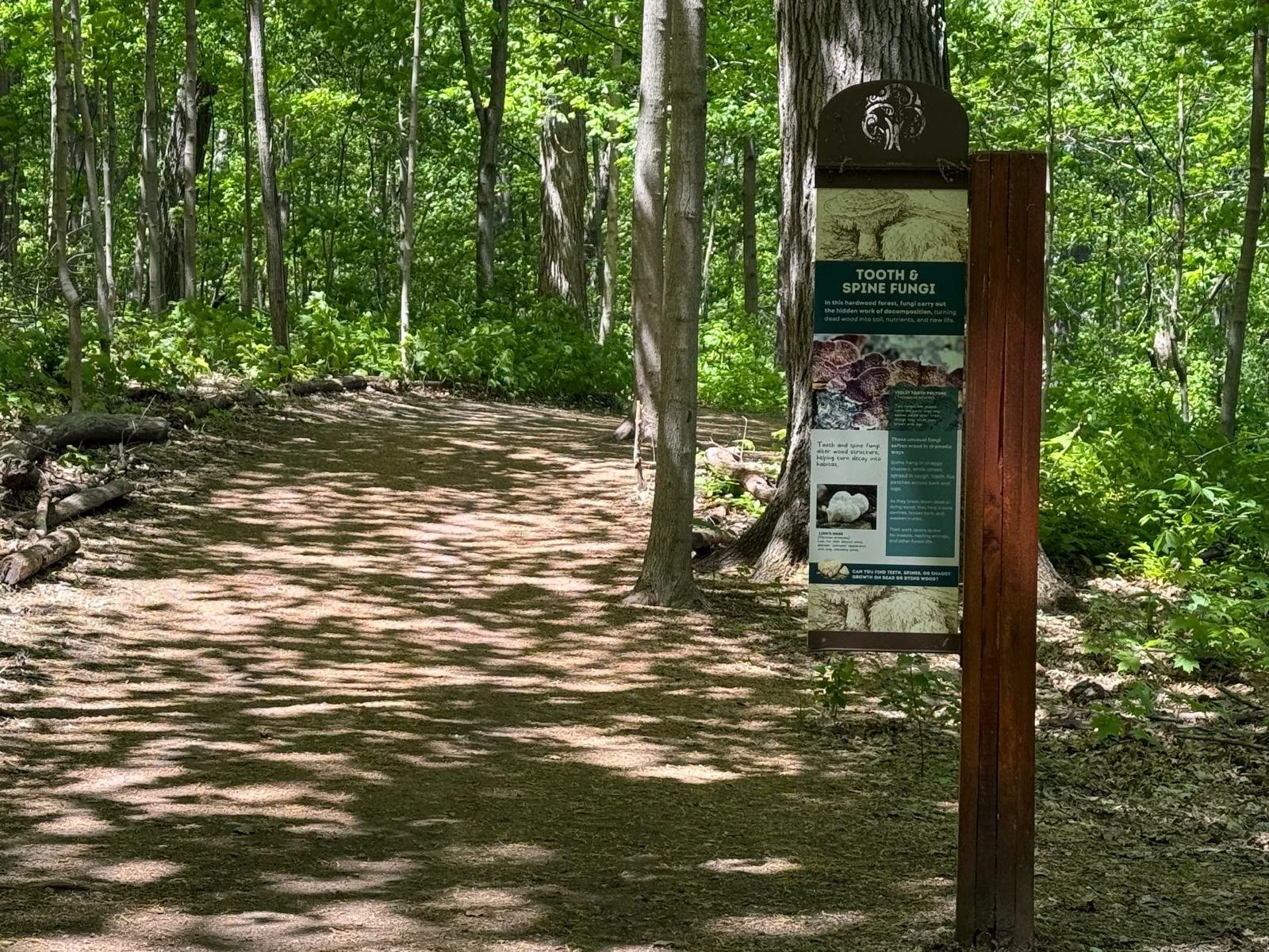 Fungi trailsides at the FEC in summer and fall 2026