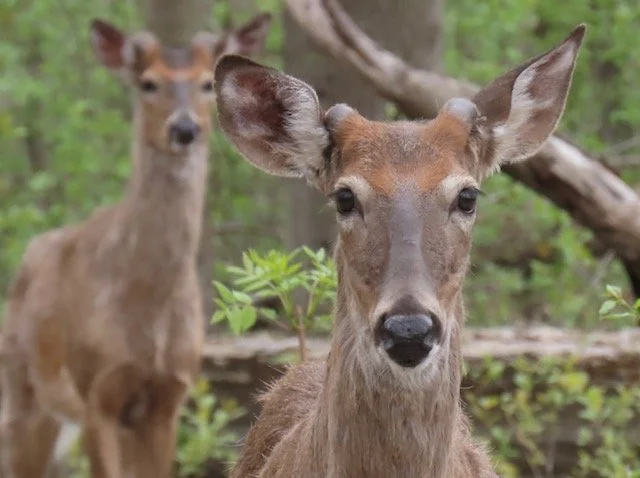 Two bucks with antlers just starting to bud. The close one is in focus and looking at the camera. A deer in the backgrond is slightly blurry and also facing the camera.