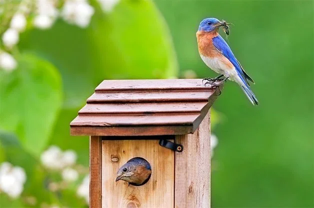 Two bluebirds perched in a nest box. One is on the roof holding an insect in its beak