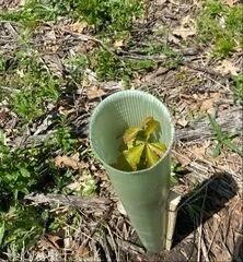 A small oak tree in a plastic tube