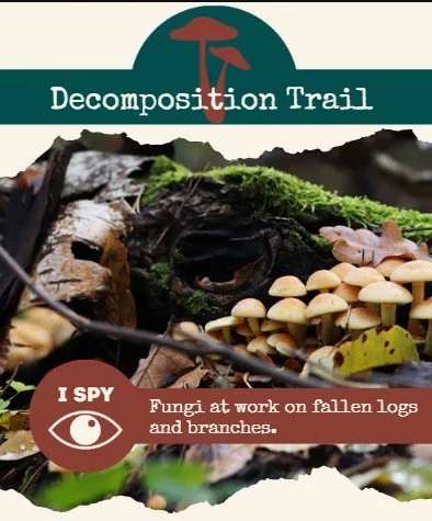 Decomposition Trail exhibit image