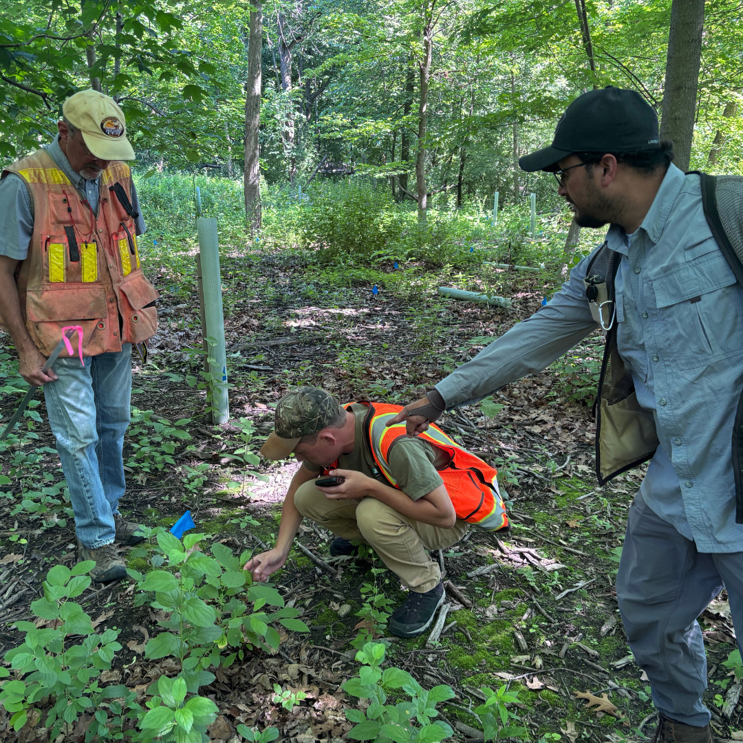 Three DNR foresters check new tree plantings for survival and growth rates. One is crouching on the ground and another is pointing. The third is supervising.