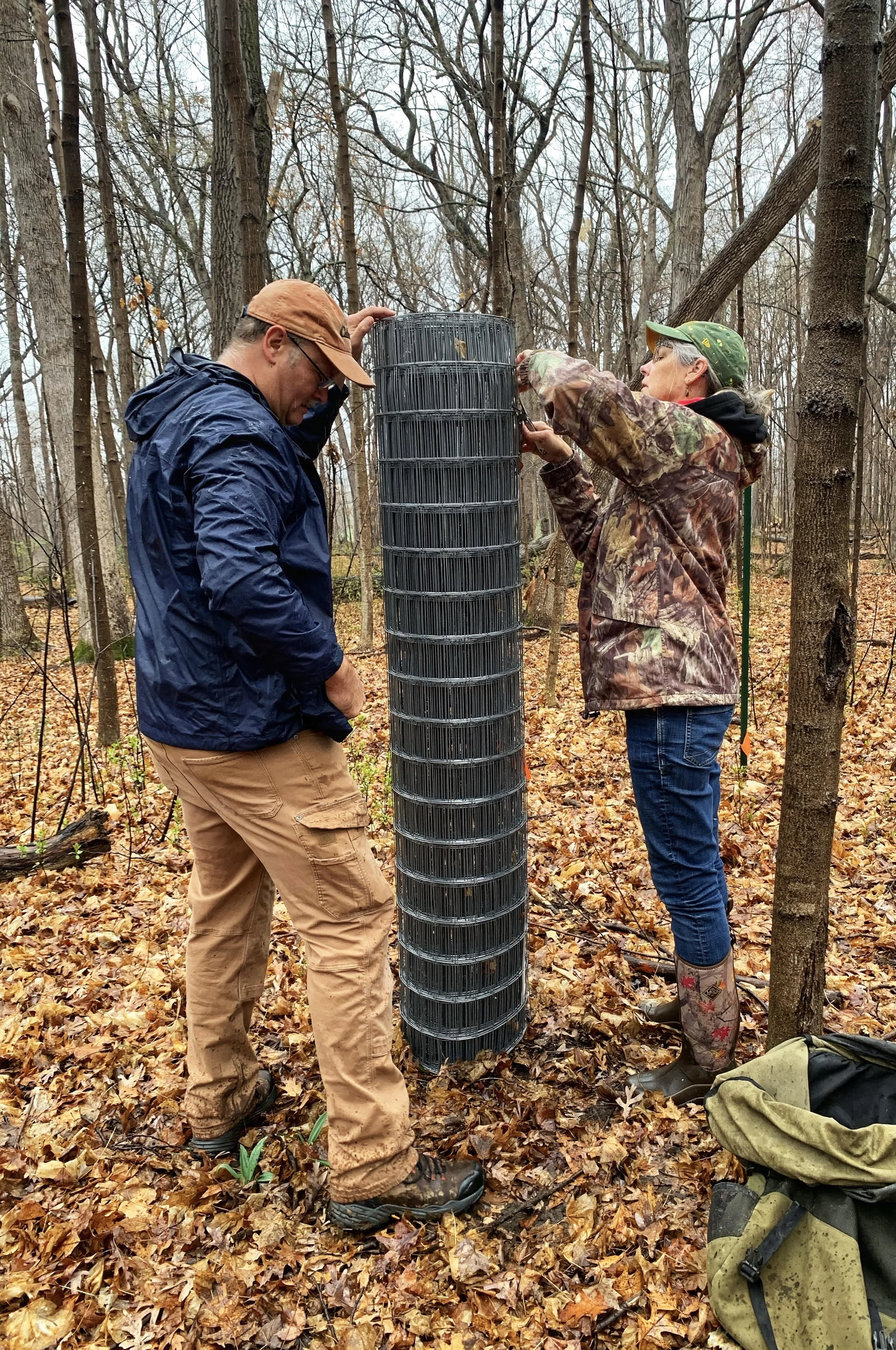 Two adults unrolling metal fencing approximately 6 feet tall. The trees are bare and brown leaves are on the ground.