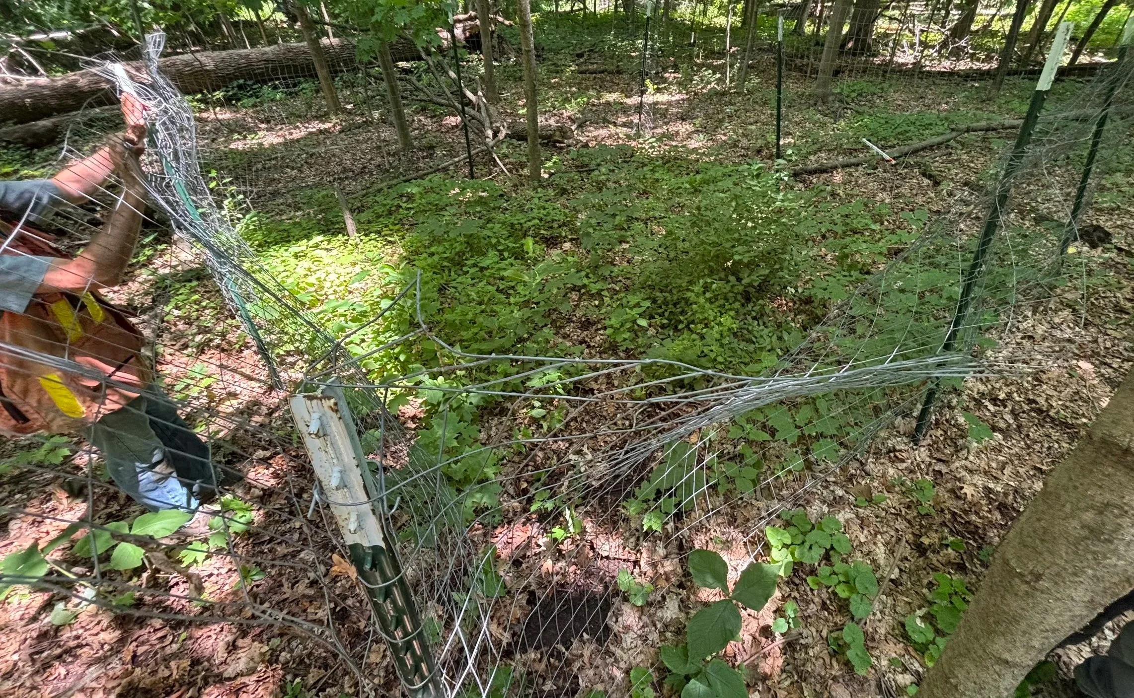 The exclosure in summer, with clear delineation where the plants are growing better inside the fence.