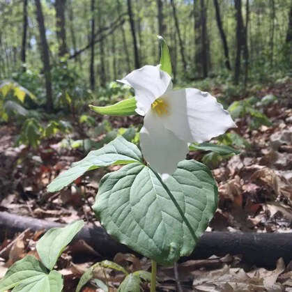 A white trillium flower in the Forest in May