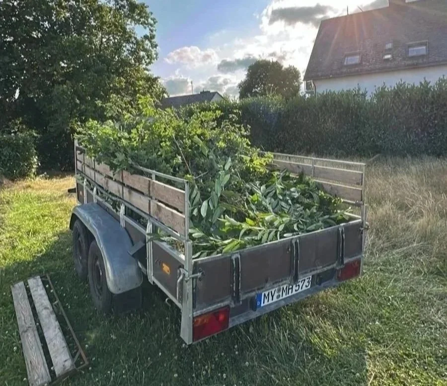 Ein Anhänger mit frisch geschnittenen grünen Pflanzen im Garten vor einem Haus.