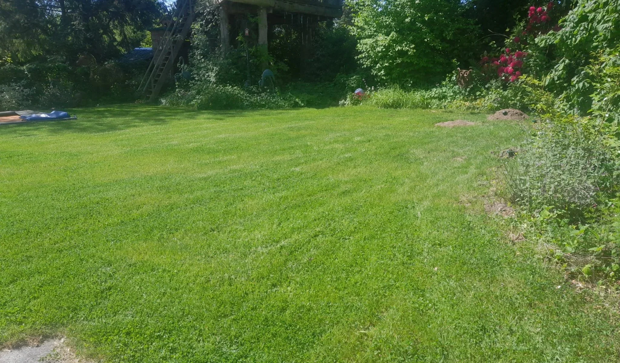 Ein gepflegter, grüner Rasen in einem Garten mit Büschen und Bäumen im Hintergrund.