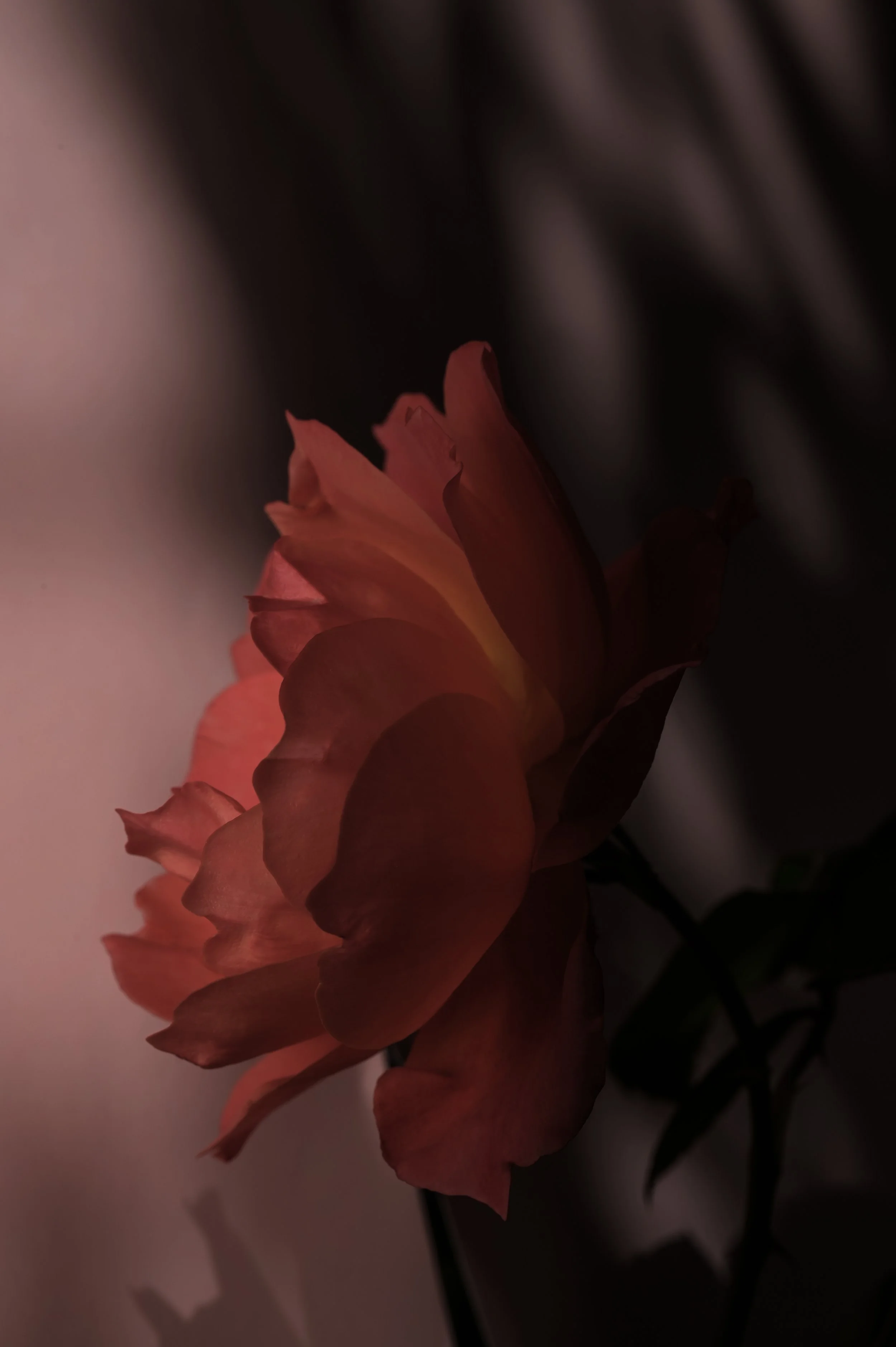 PMF_7639.jpg