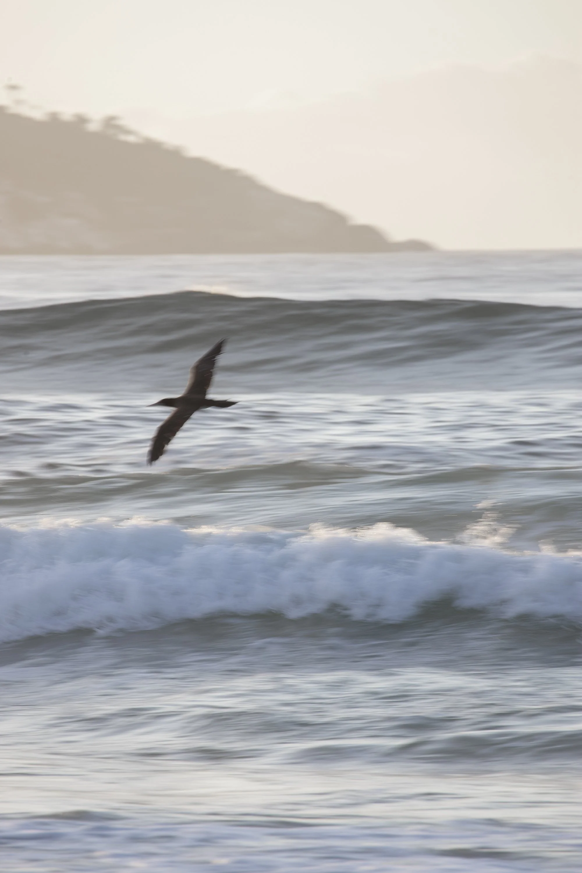Ave volando sobre olas en el océano con un morro en el fondo en Rio de Janeiro.