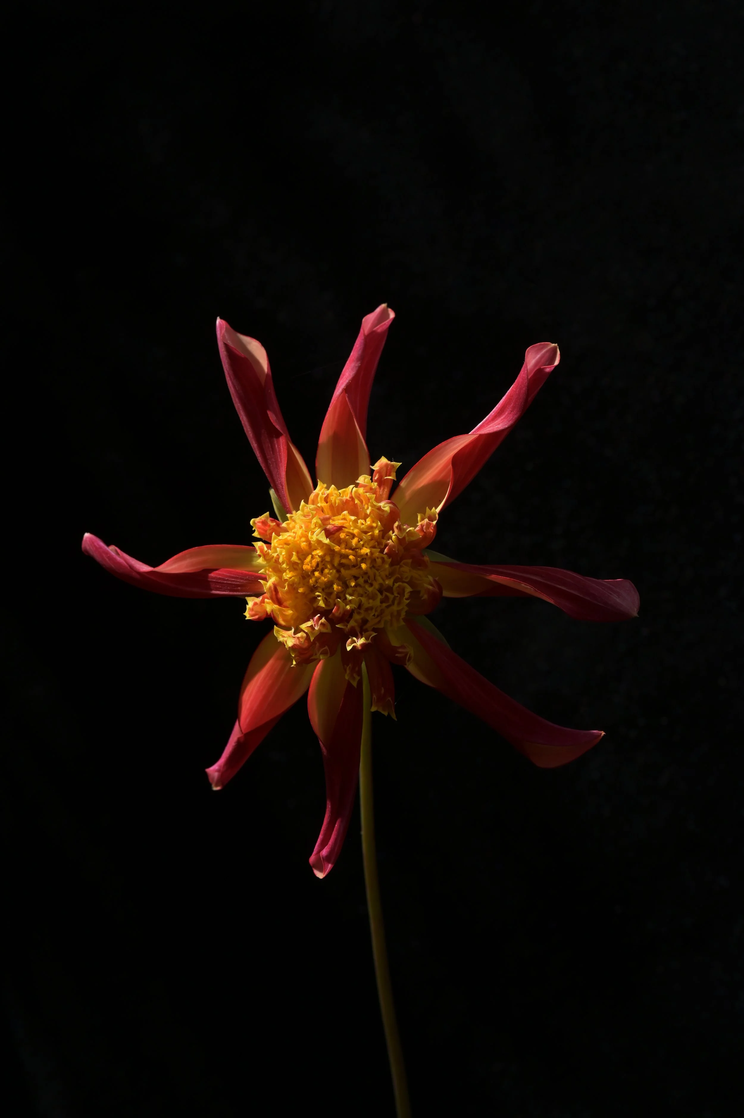 Serie Flores
Argentina