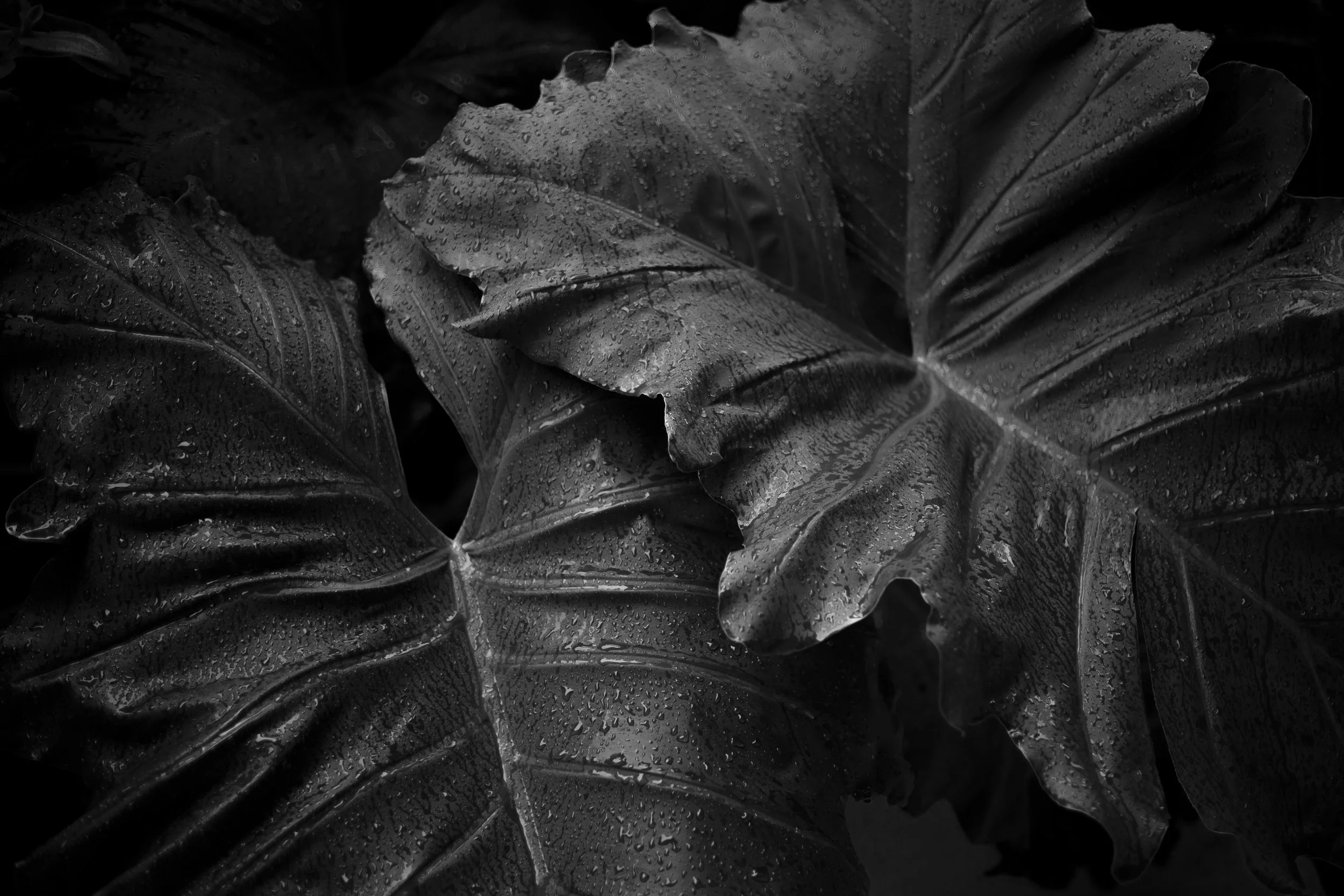Hojas grandes de color oscuro con gotas de agua sobre ellas en un fondo negro.
