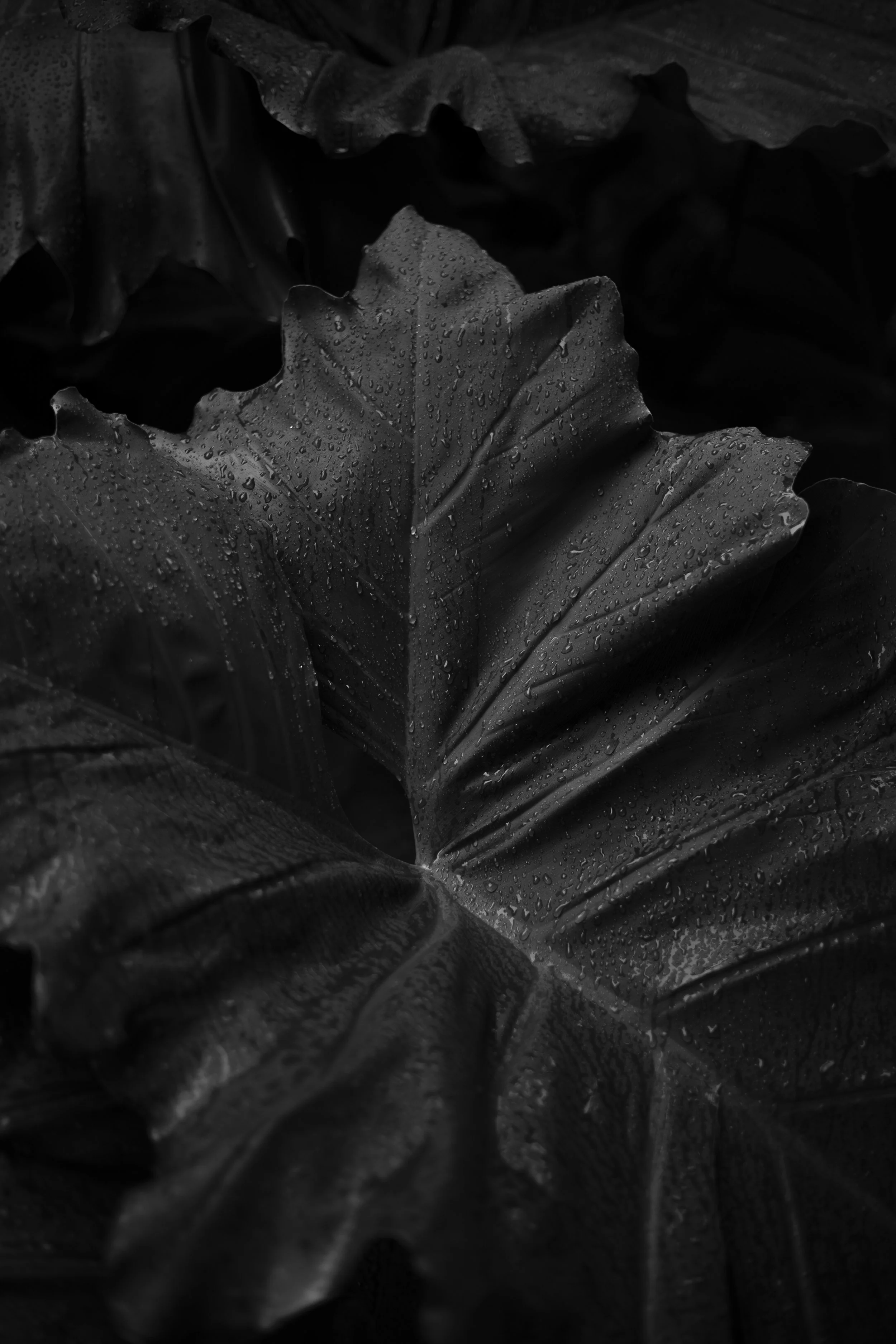 Hojas oscuras con gotas de agua, en tonos negros y grises, bajo luz tenue.