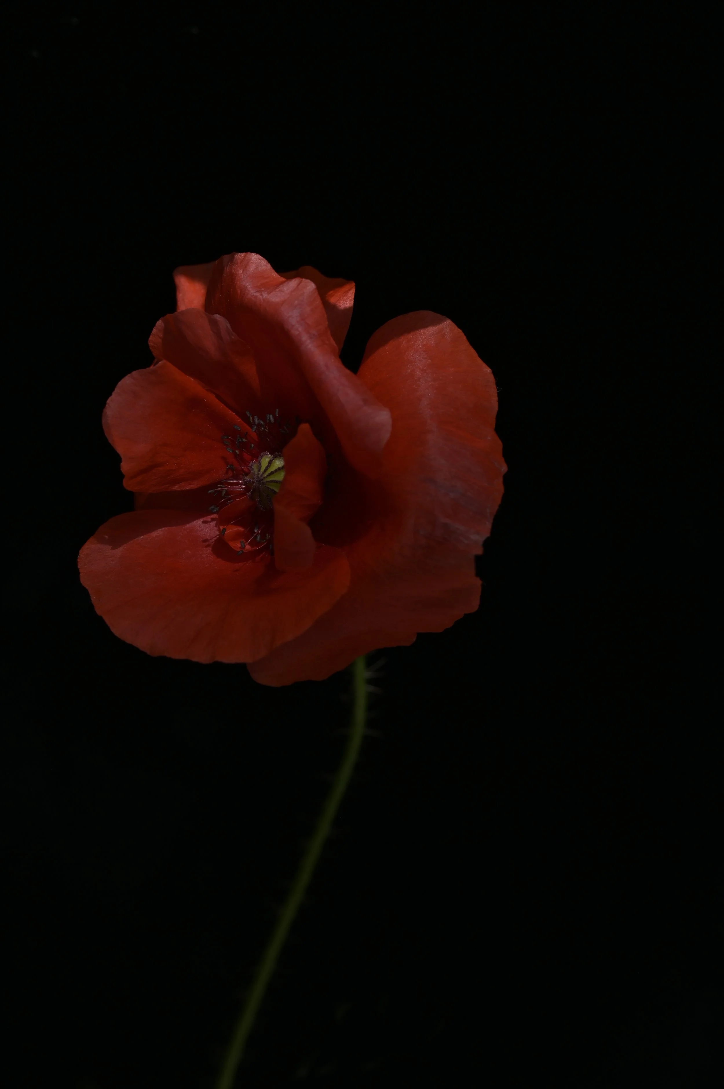 Serie Flores
Argentina