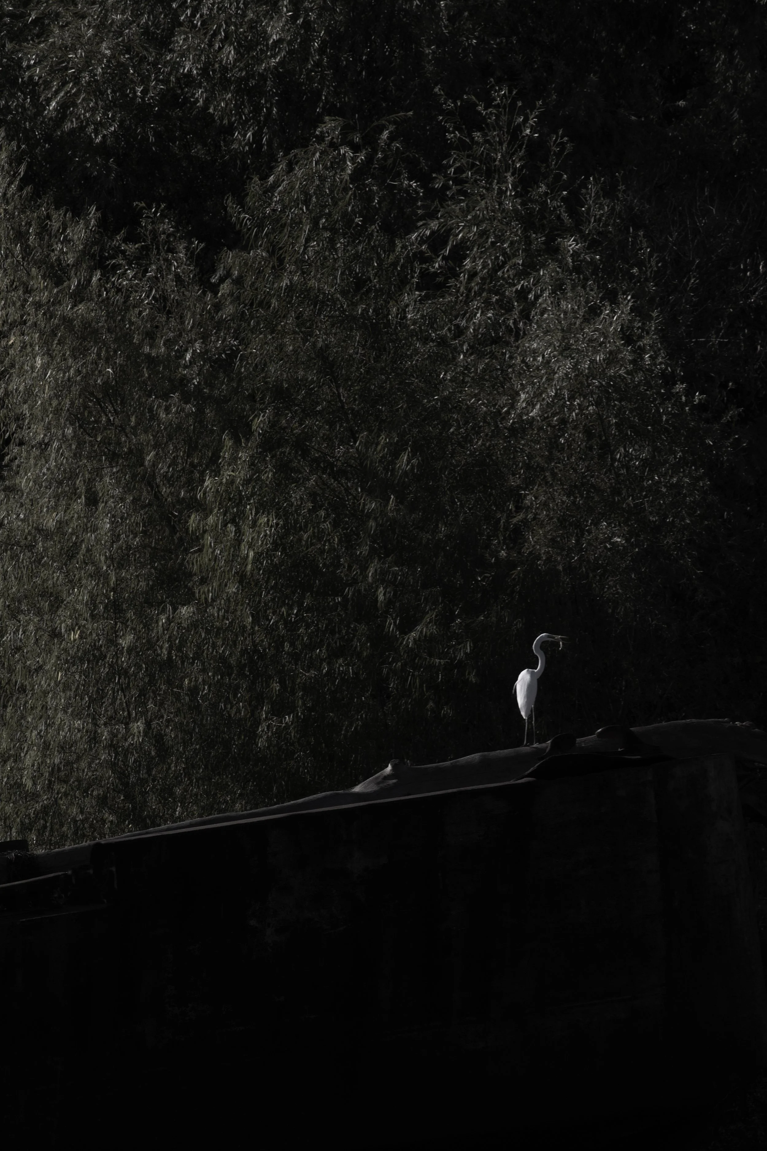 Un garza blanca en una rama, en noche oscura, con árboles en el fondo, paisaje en islas del Tigre