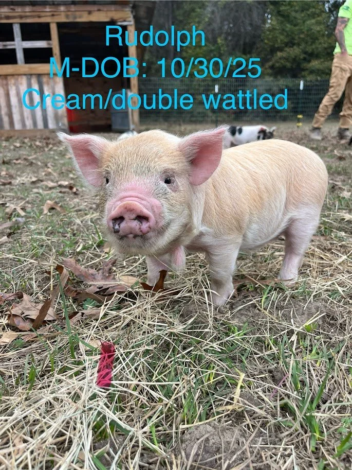 Rudolph 1.jpg