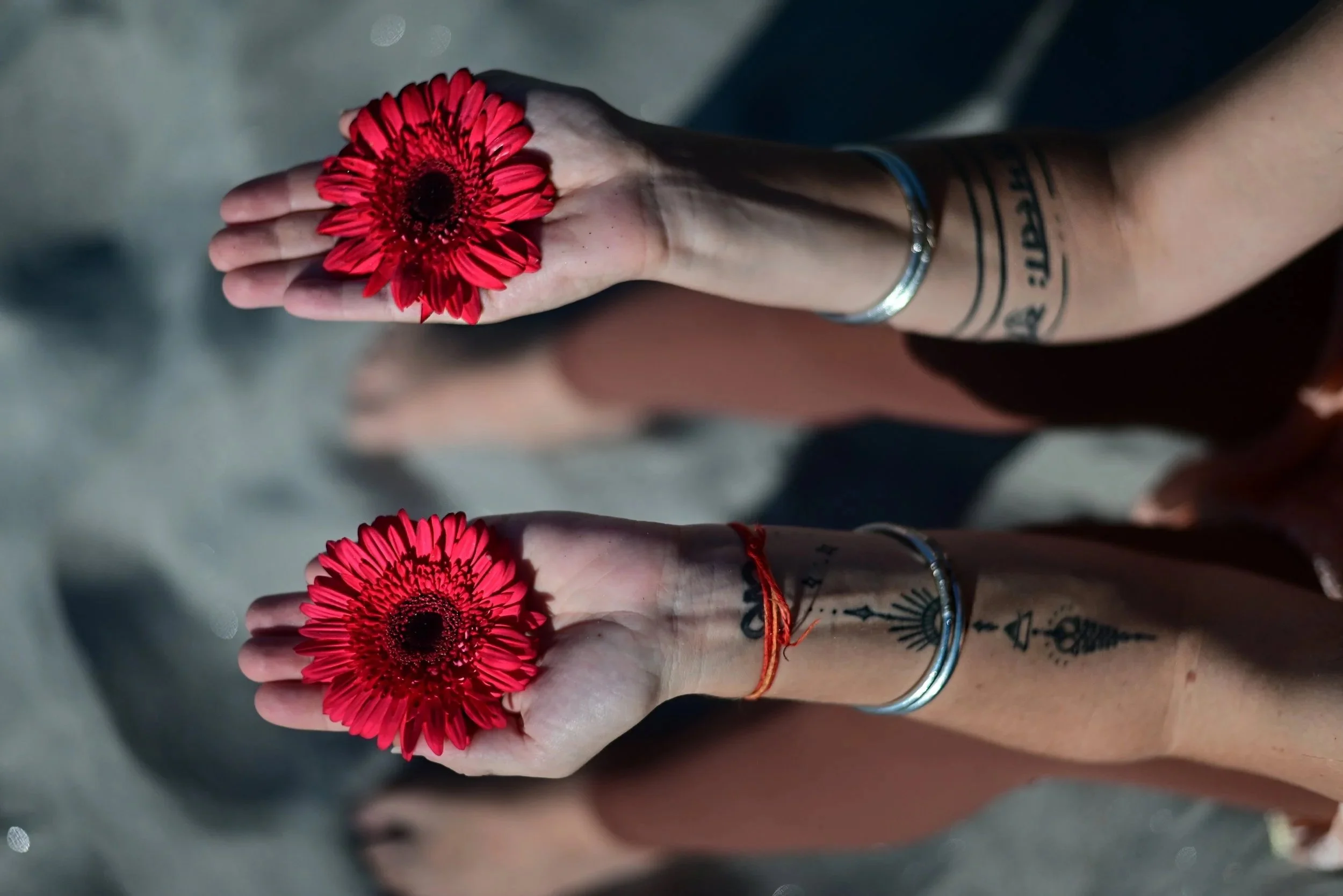 Two hands holding red gerbera daisy flowers, tattoos on wrists, wearing silver rings and bracelets, on sandy beach.