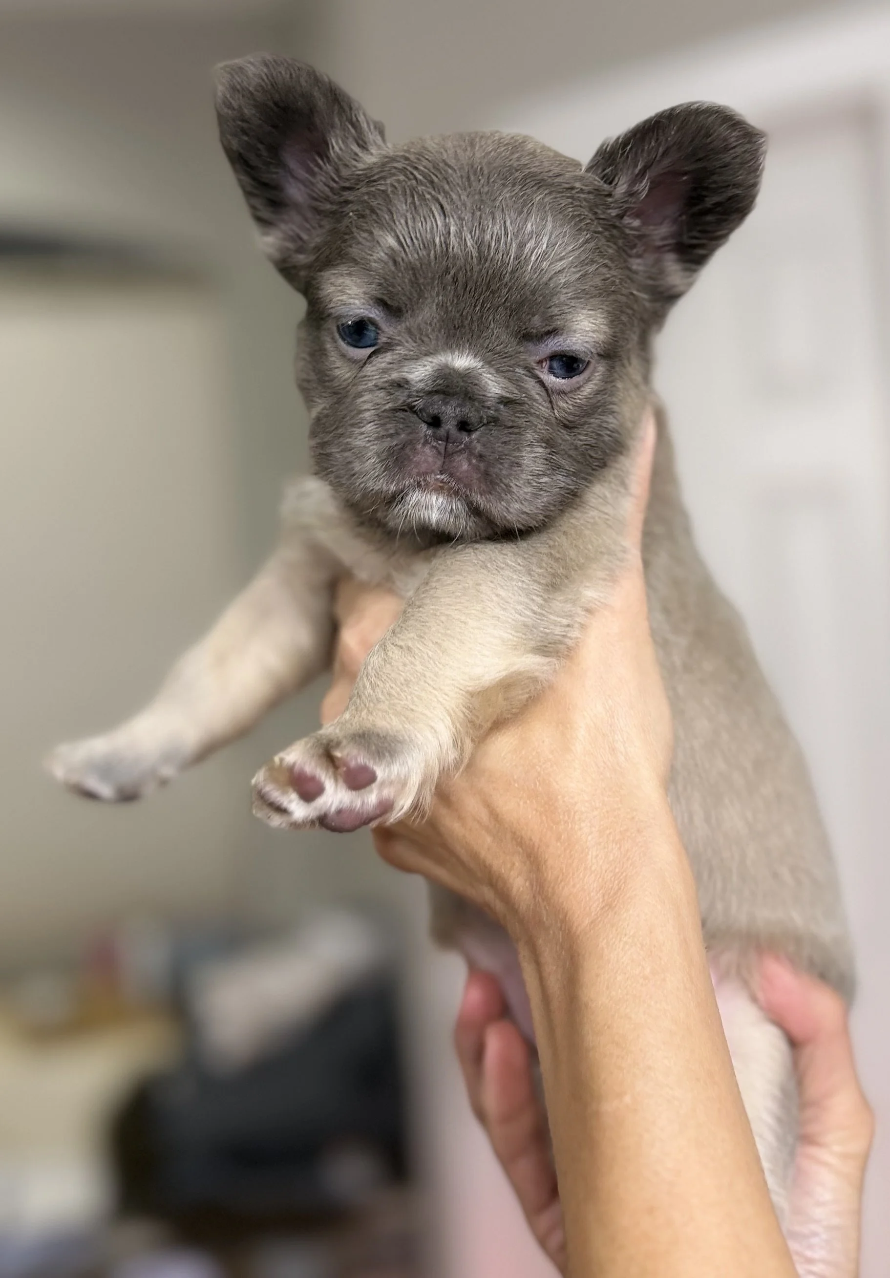 Isabella, Fluffy French Bulldog