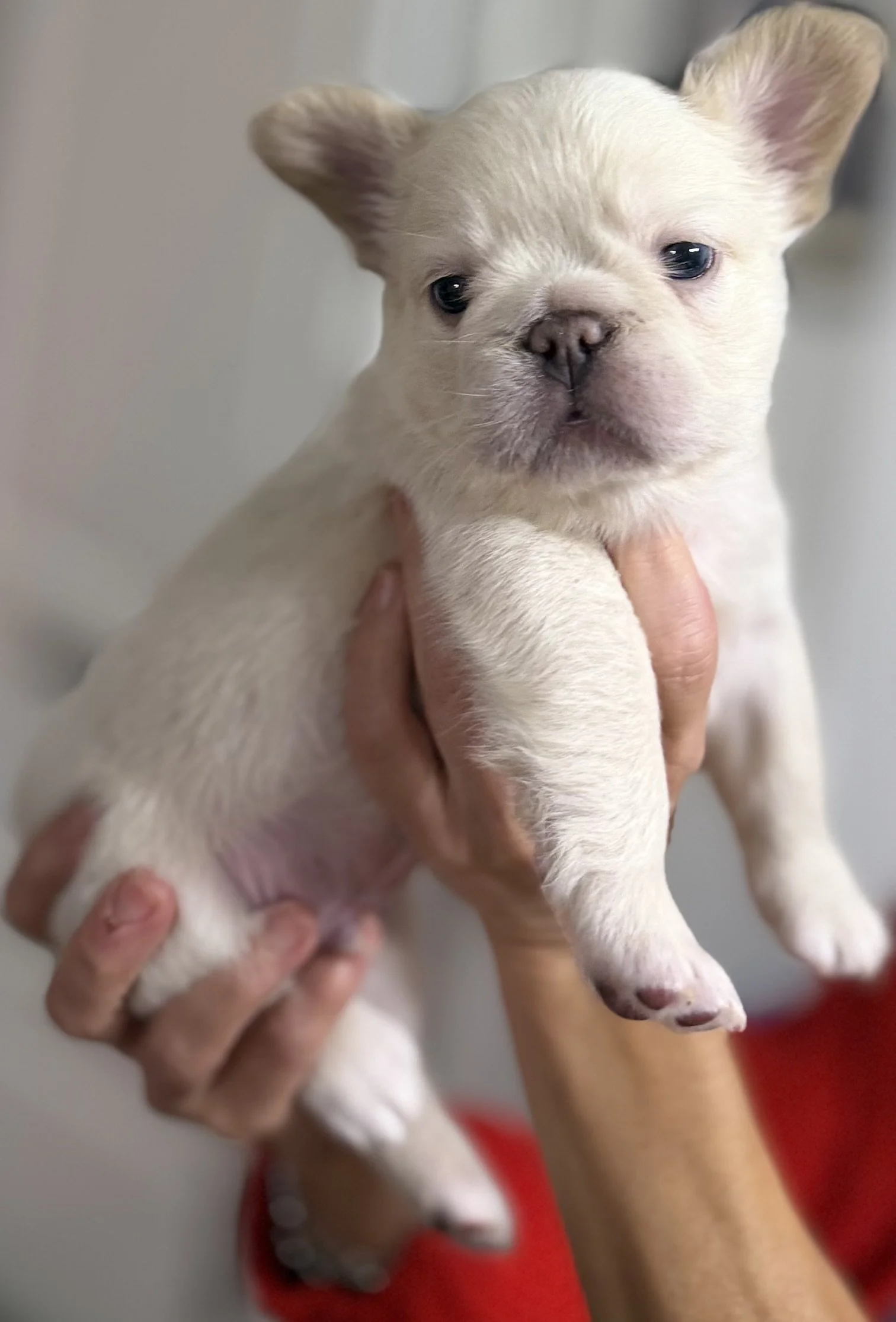 Platinum Cocoa/Chocolate, French Bulldog