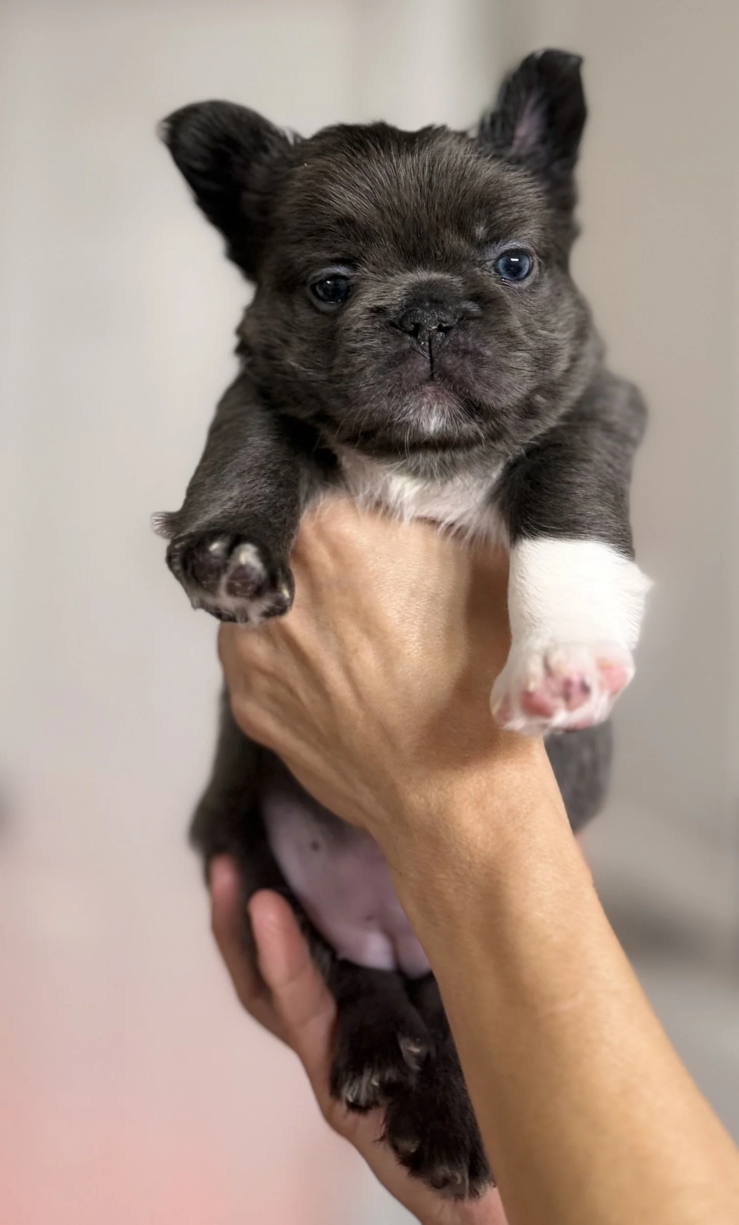 Lilac, Fluffy French Bulldog