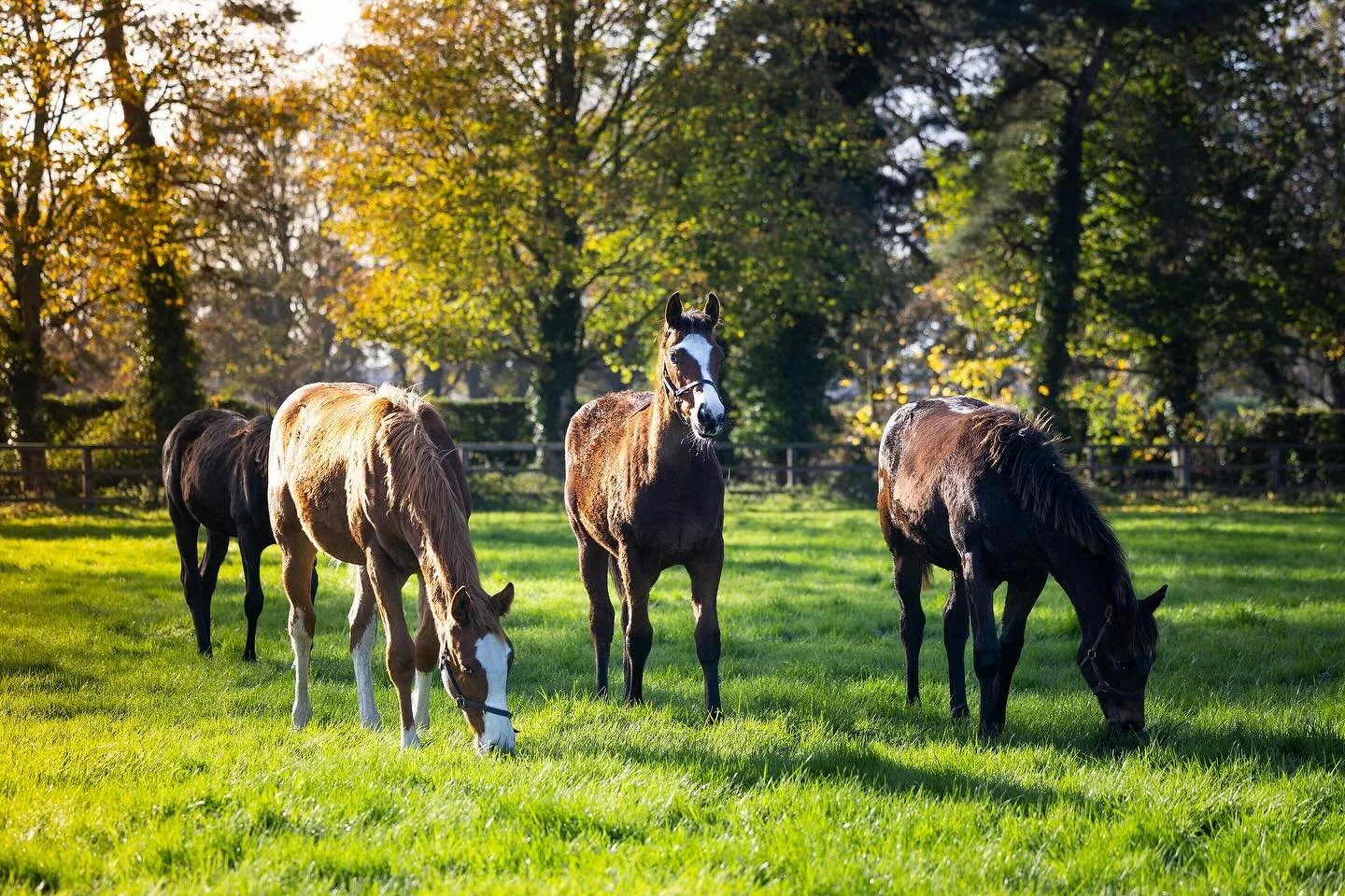 bartonstud_1763128333_3765715854701650911_4506468750.jpg