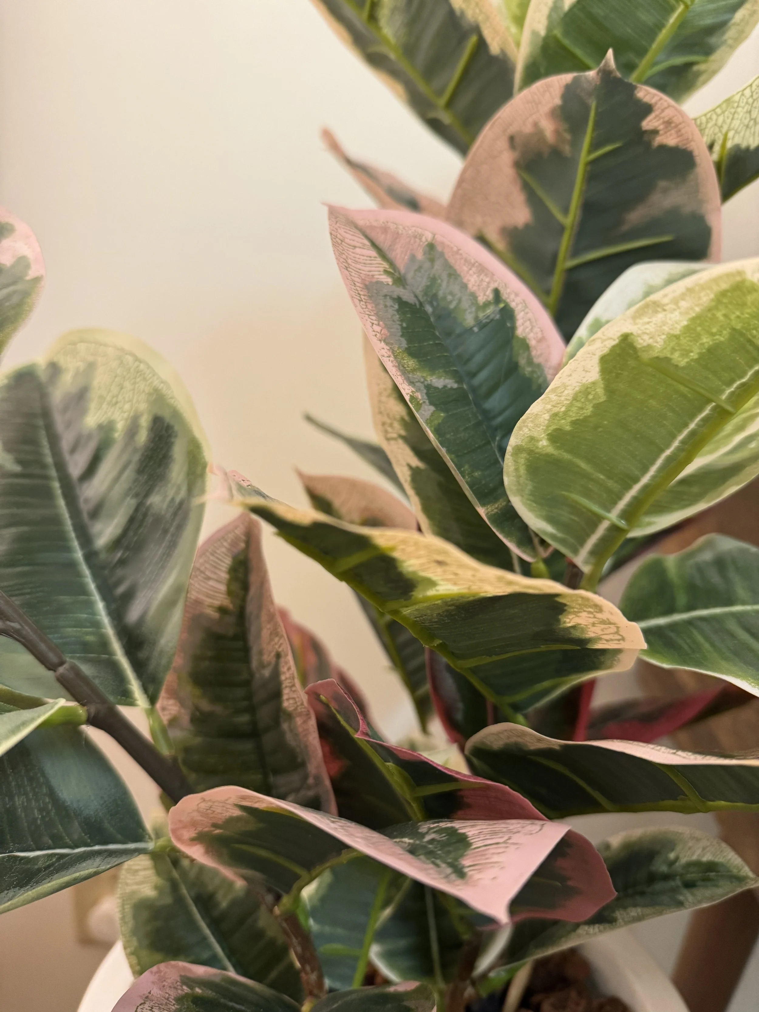 Plant in Fresh Therapy LLC office located in Milwaukee, WI.