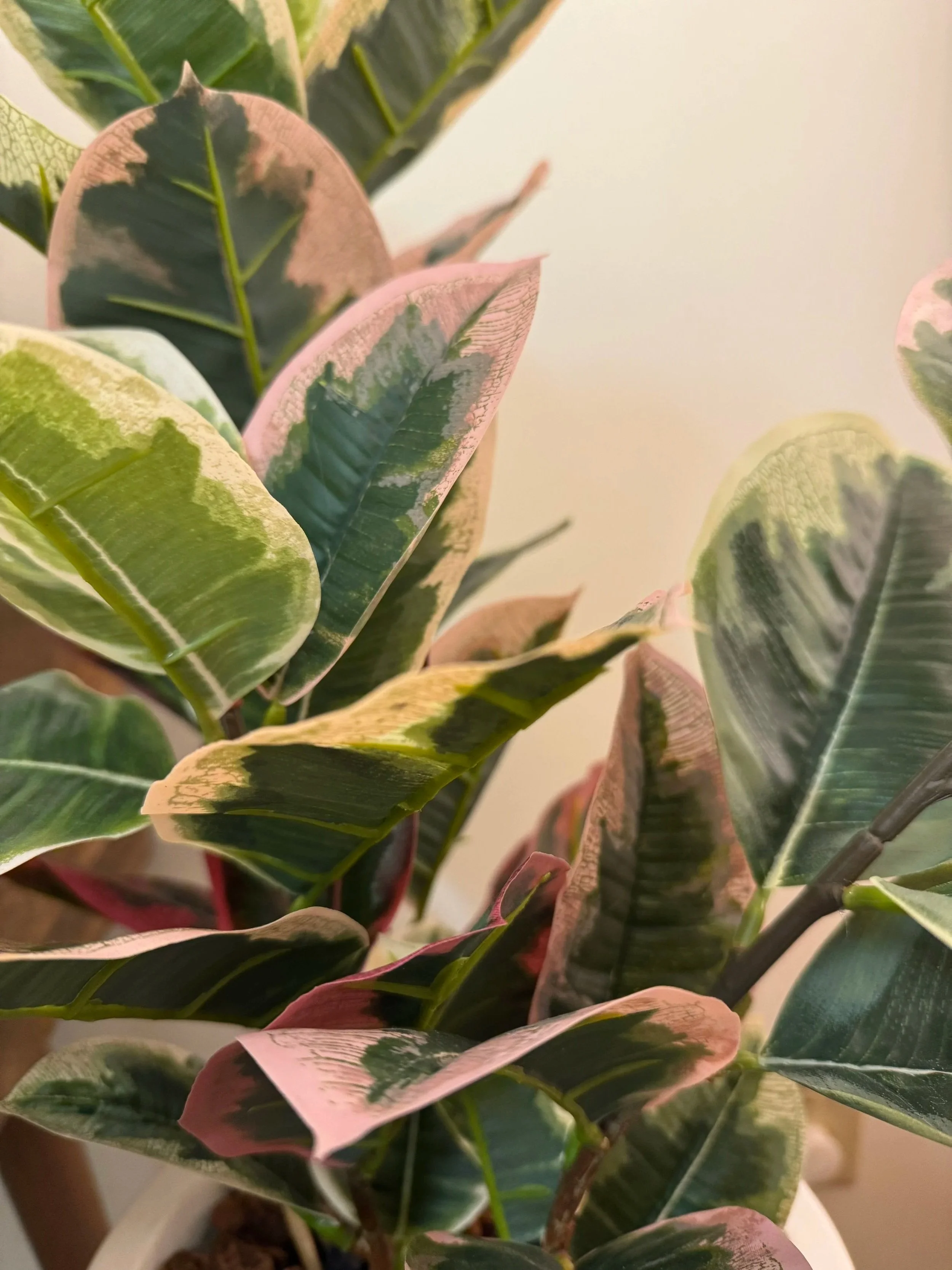 Plants in Fresh Therapy LLC Office space.