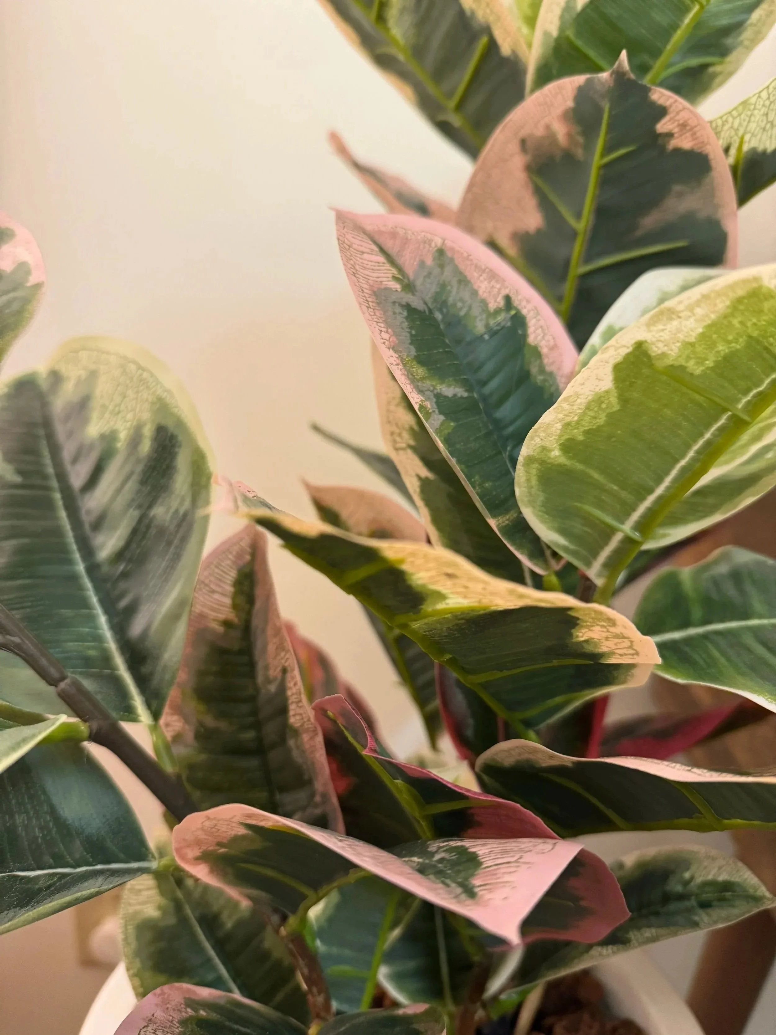 Plant in Fresh Therapy LLC office space located in Milwaukee, WI.