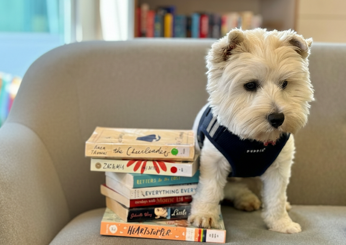 A cute white puppy sitting on a light gray couch next to a neat stack of books, with a blurred background of a bookshelf.